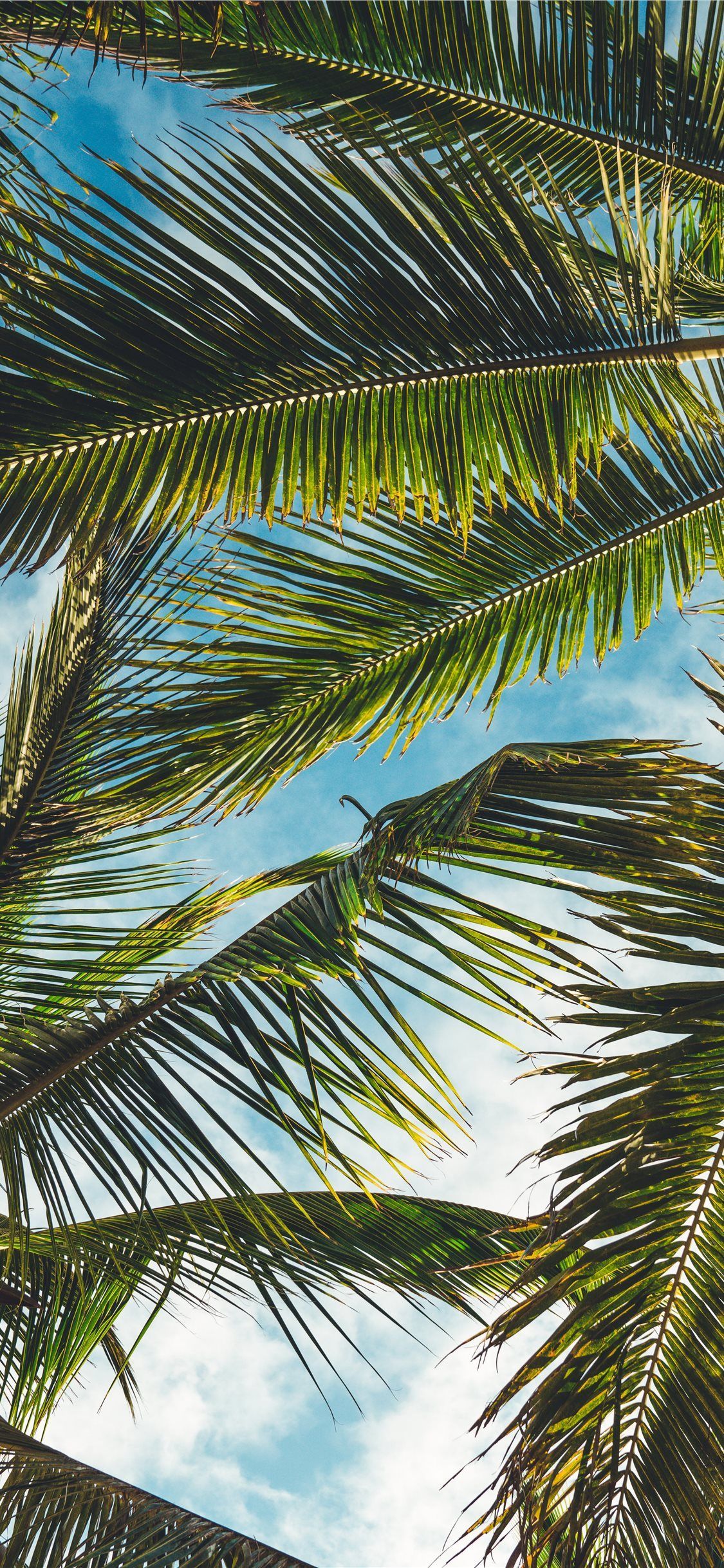 Coconut Leaf Wallpaper