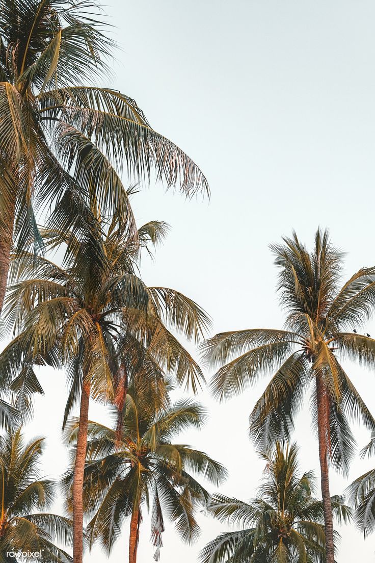 Coconut palm trees with sky background. free image / Jira. Palm tree photography, Palm trees wallpaper, Palm tree iphone wallpaper