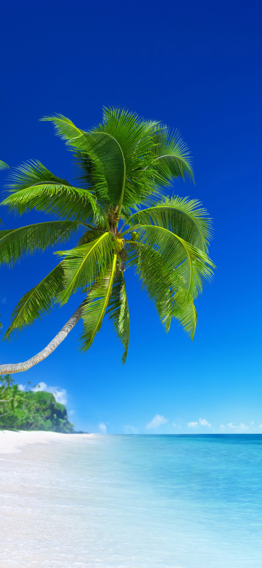 Coconut Palm Wallpapers - Wallpaper Cave
