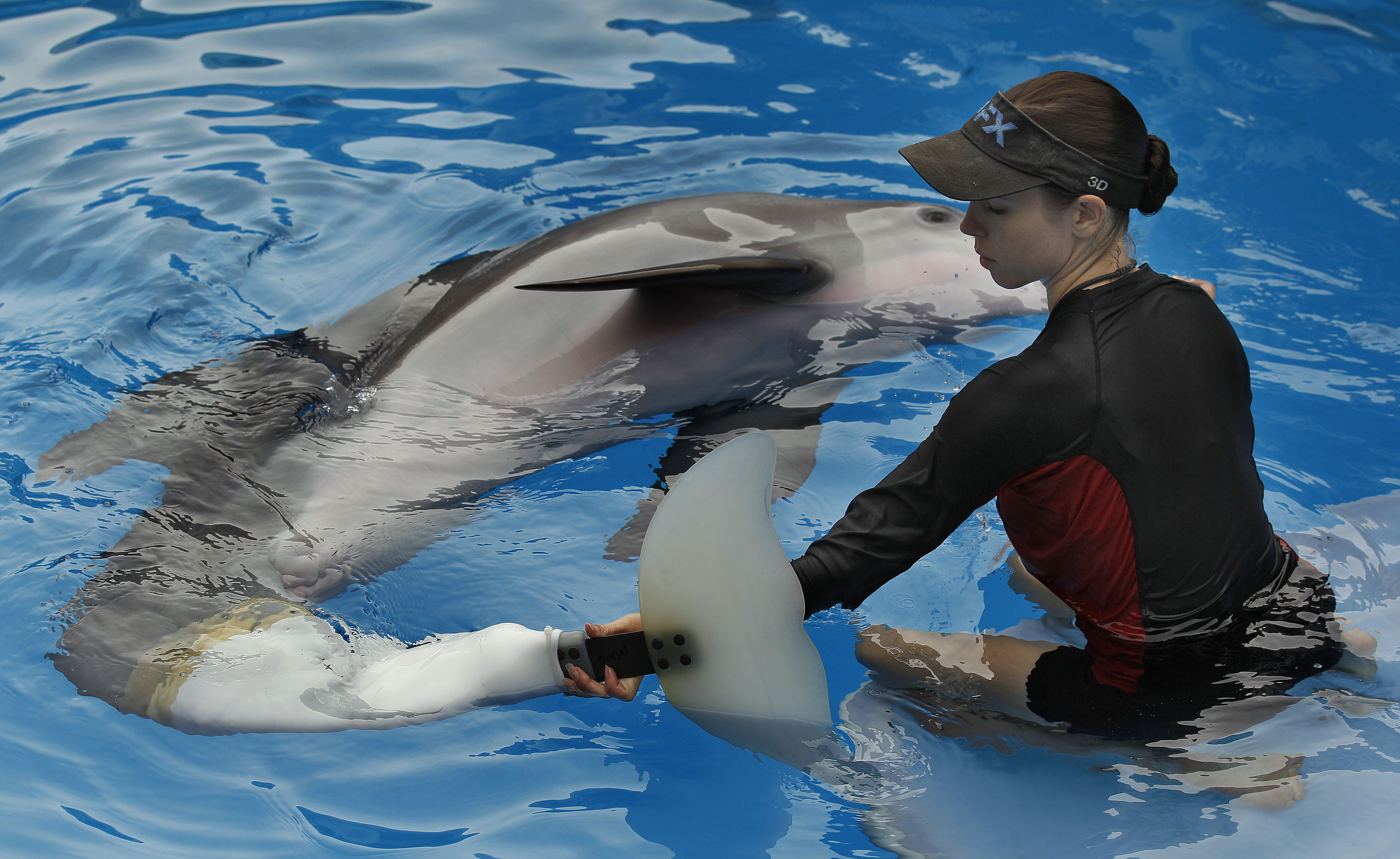 Beloved 'Dolphin Tale' star Winter dies at Florida aquarium