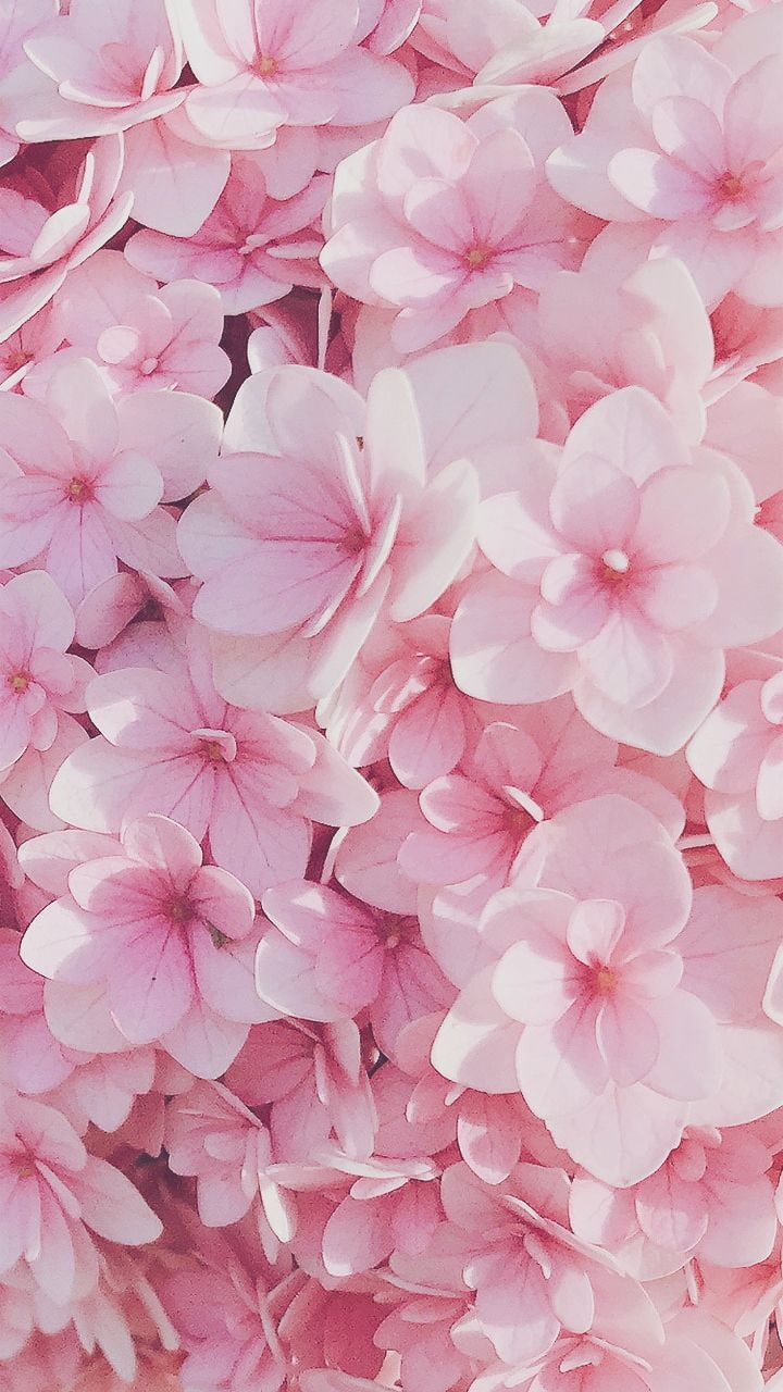 random aesthetics & photography. Pink flowers wallpaper, Flower iphone wallpaper, Flowery wallpaper