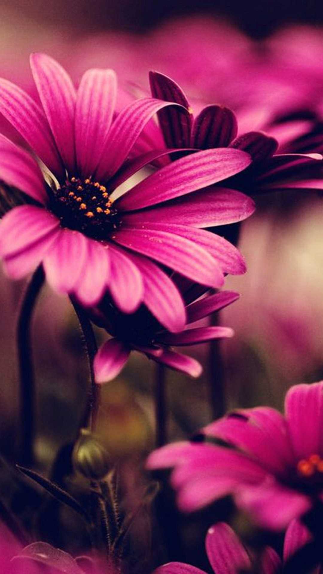 Pink Flower iPhone Wallpaper