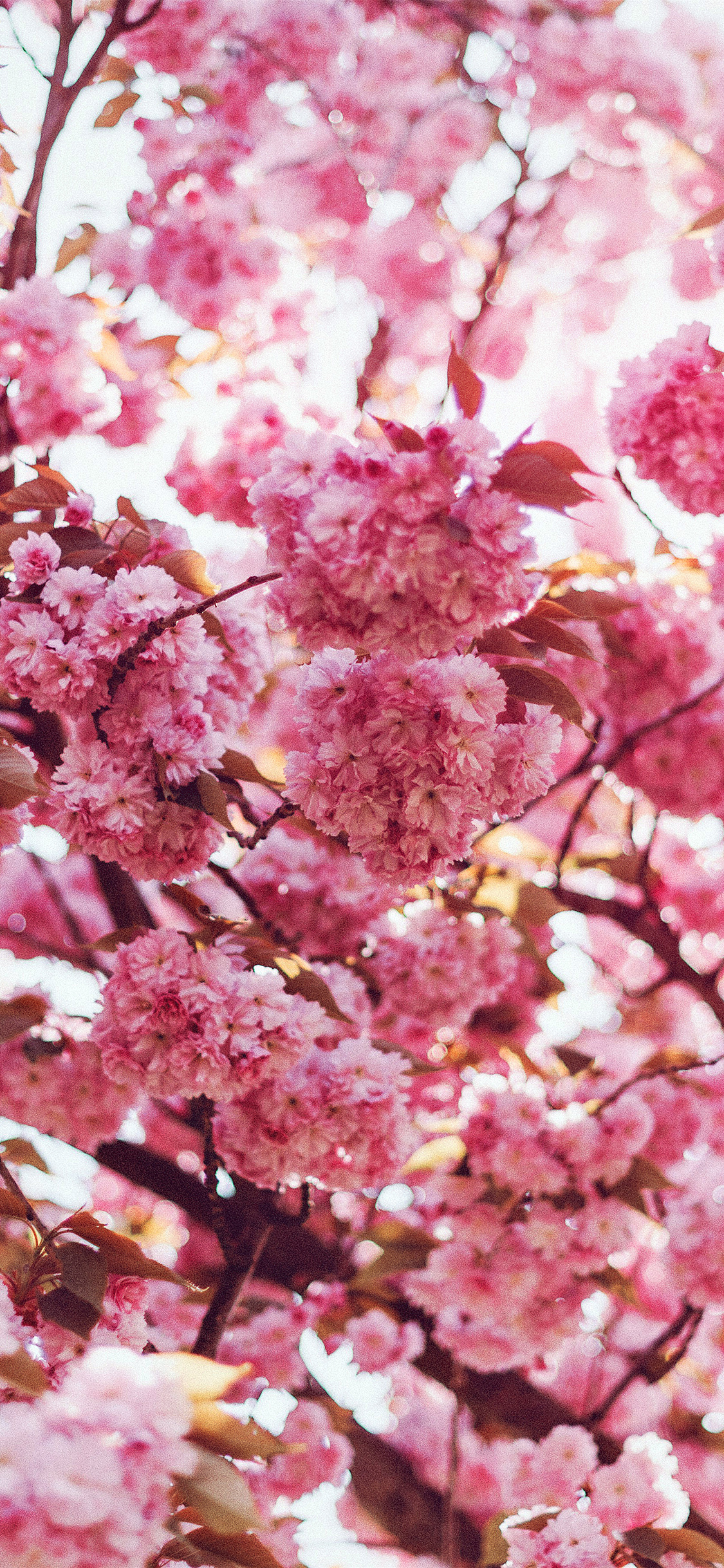 iPhone X wallpaper. spring flower pink blossom bokeh nature flare
