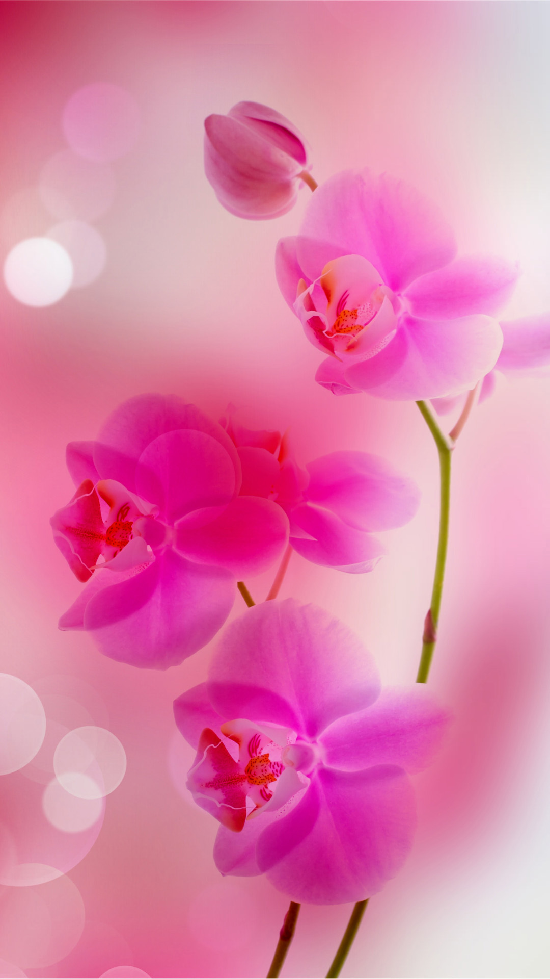 Free Download Pink Flowers iPhone 6 Plus Wallpaper Wallpaper iPhone 6s Plus