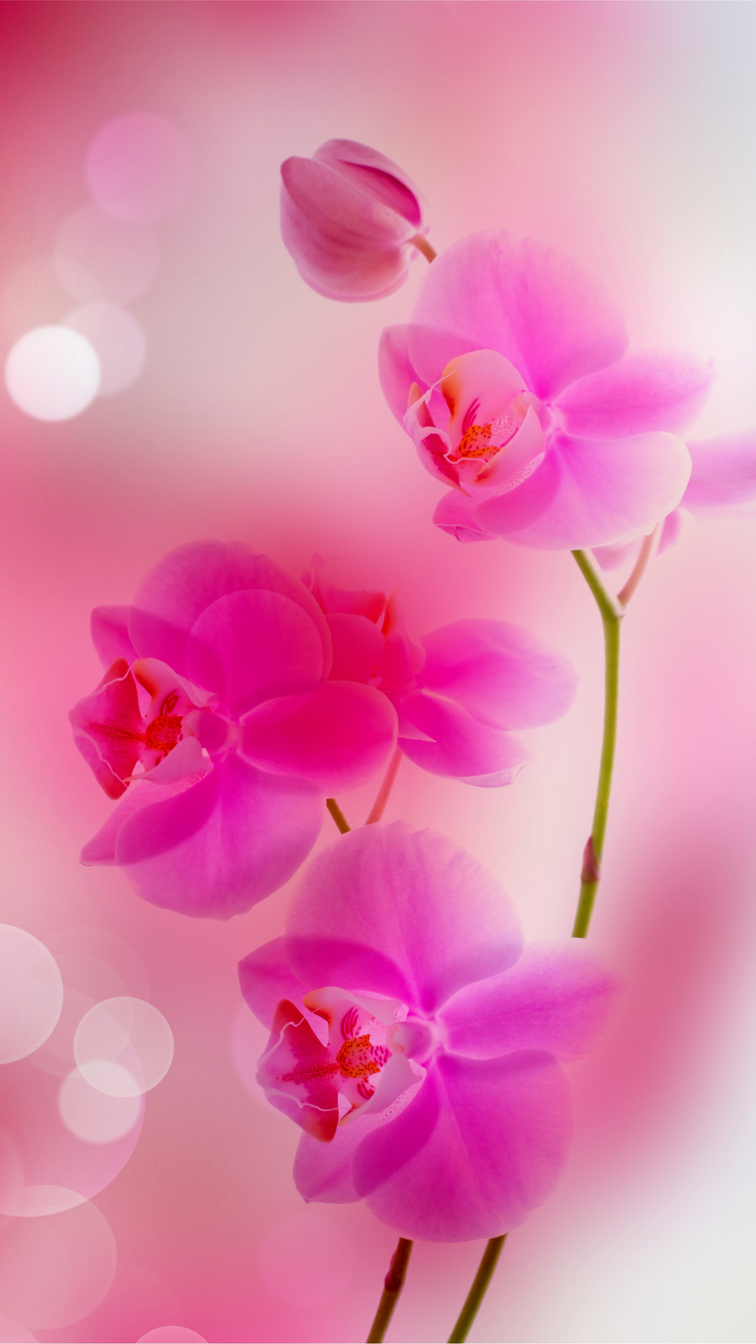 iPhoneXpaperscom  iPhone X wallpaper  nv68flowerpink springhappynature