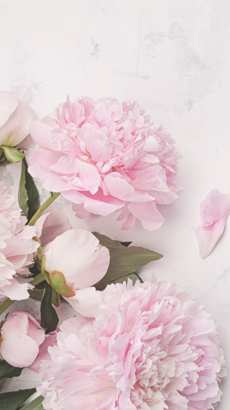 Free download iPhone Wallpaper Flowers photography Peony wallpaper [750x1334] for your Desktop, Mobile & Tablet. Explore Peonies iPhone Wallpaper. Peonies Wallpaper, Pink Peonies Wallpaper, Desktop Wallpaper Peonies