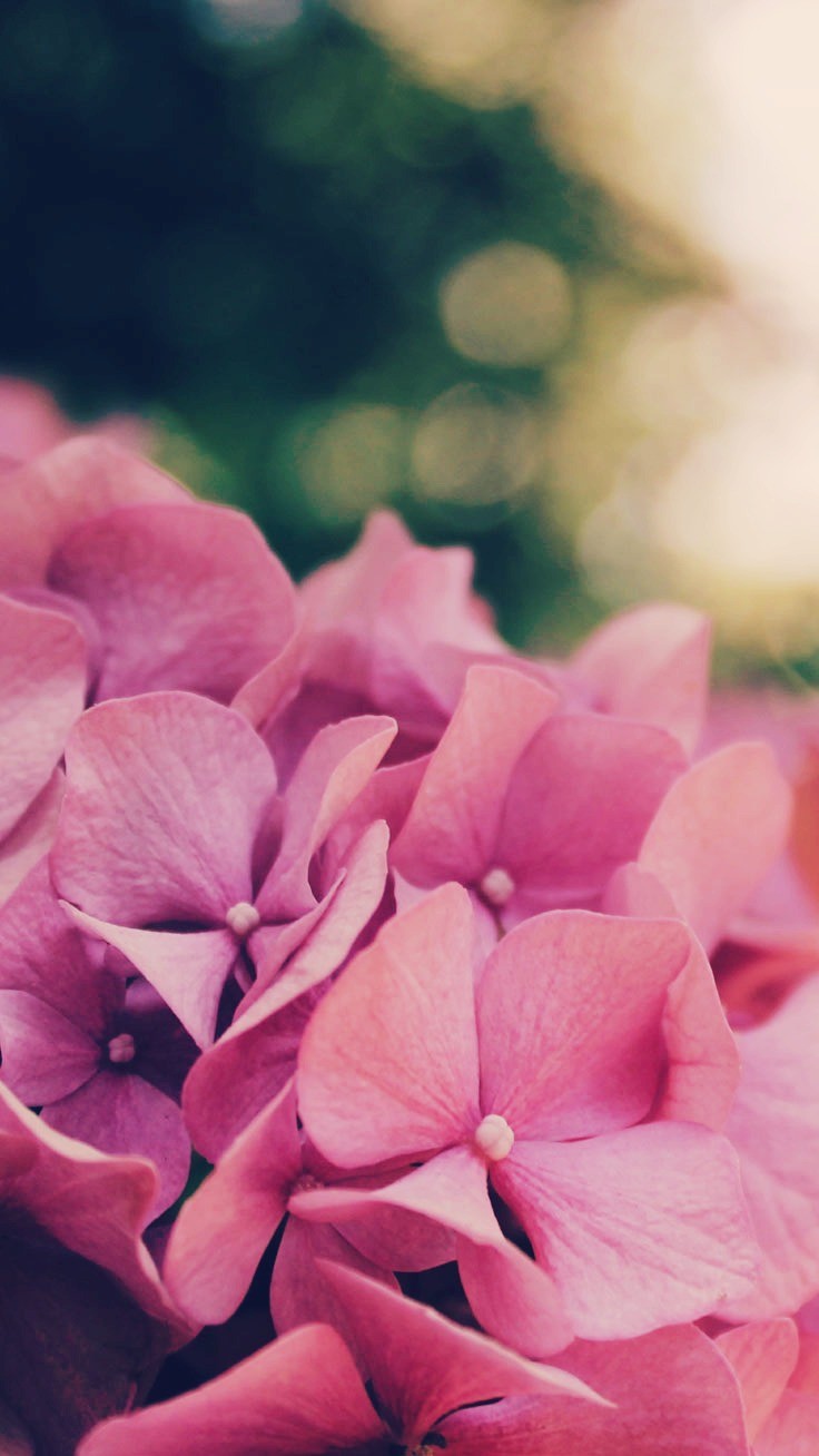Beautiful Flower Wallpaper For iPhone (Free Download!)