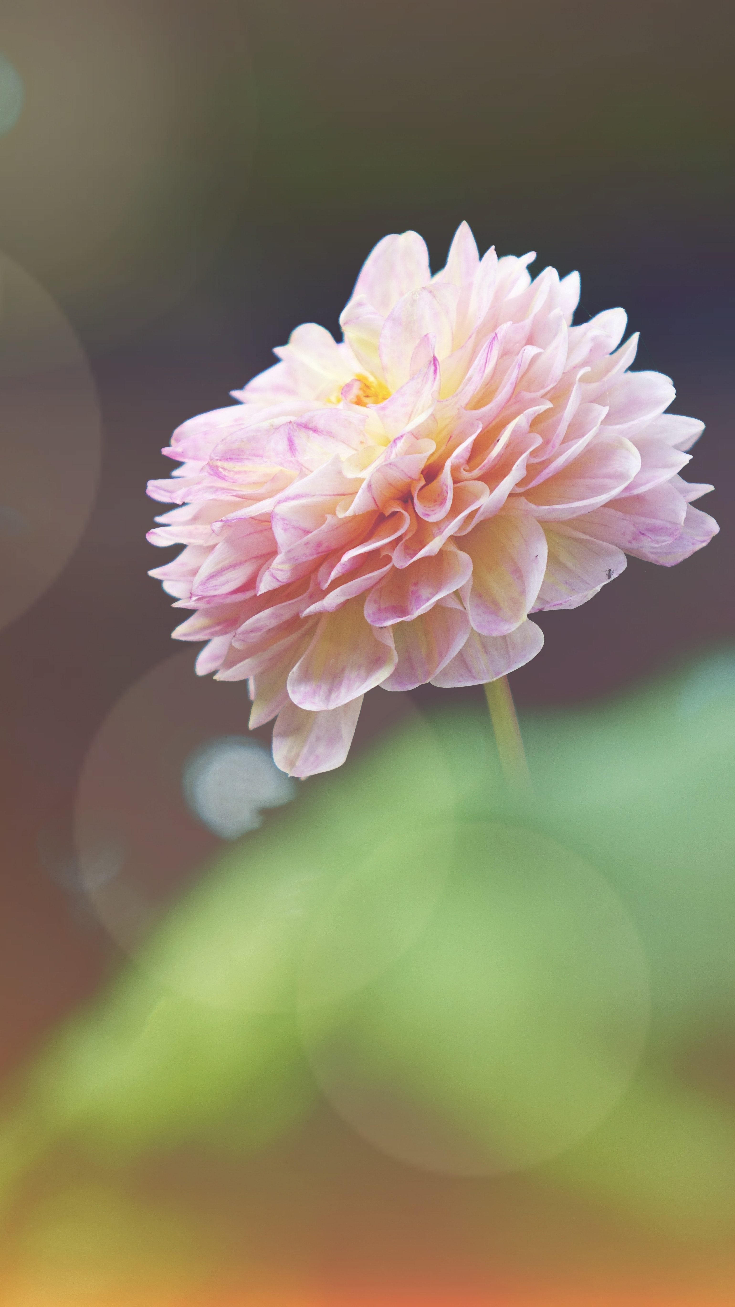 Sunlit Pink Flower iPhone Wallpaper