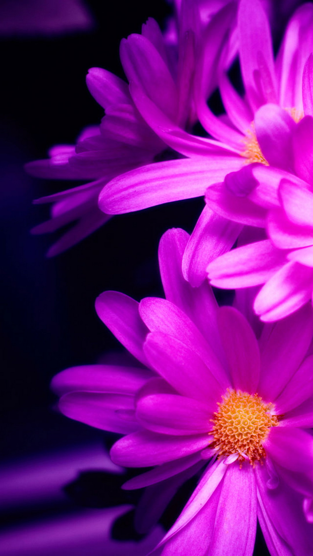 Flowers Purple Android Wallpaper Android Wallpaper