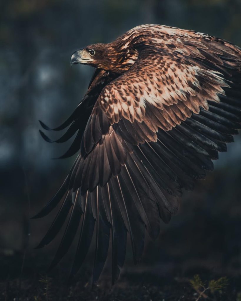 Eagle Wallpaper 4K iPhone Free Download