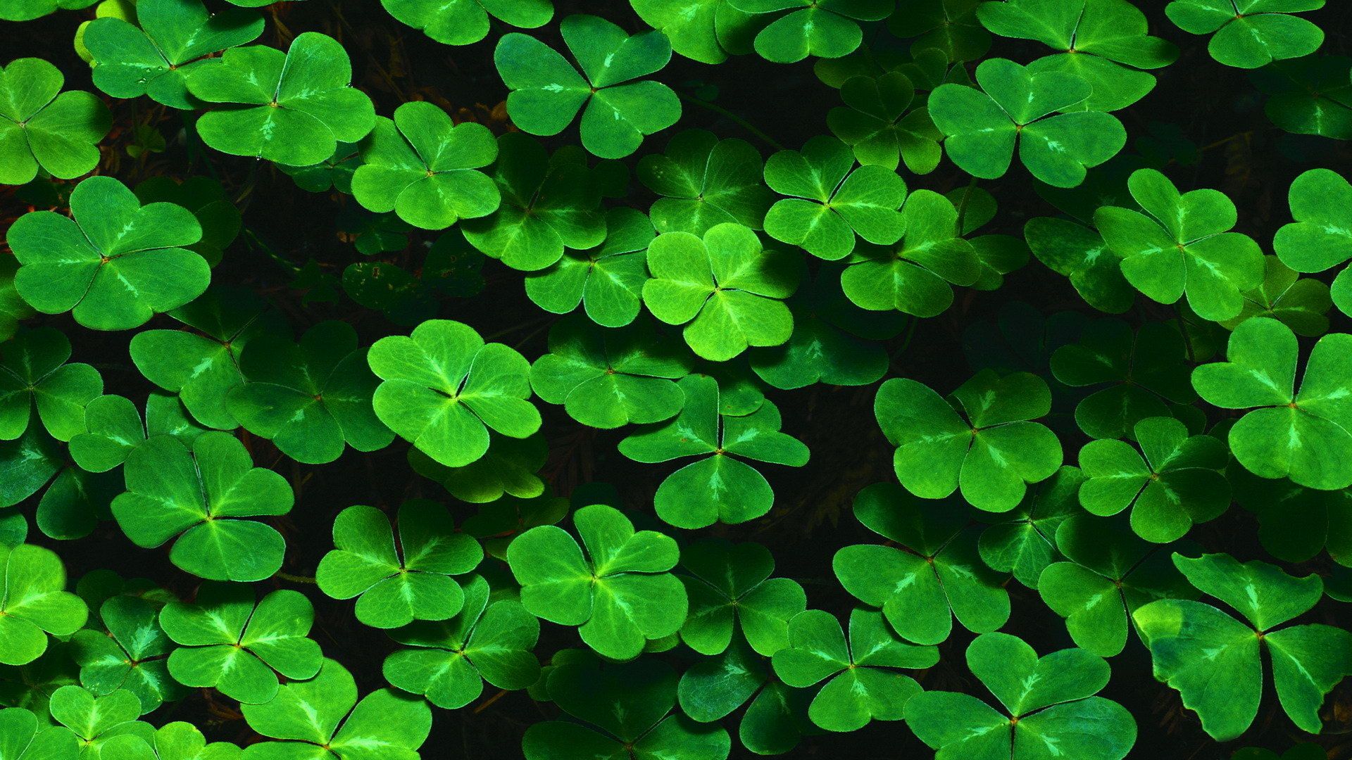 Free download Green Aesthetic Mac Wallpaper Top Green Aesthetic Mac [1920x1080] for your Desktop, Mobile & Tablet. Explore Aesthetic Green PC Wallpaper. Aesthetic Green PC Wallpaper, Wallpaper Aesthetic Green, Aesthetic Wallpaper