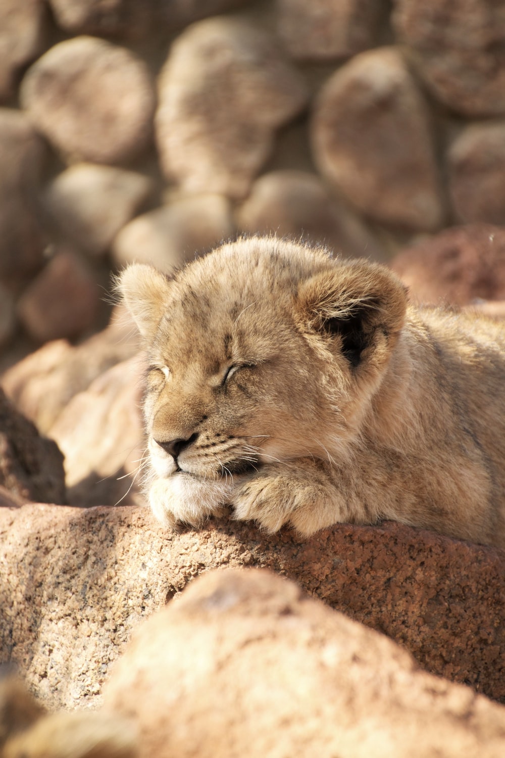 Lion Cub Picture. Download Free Image