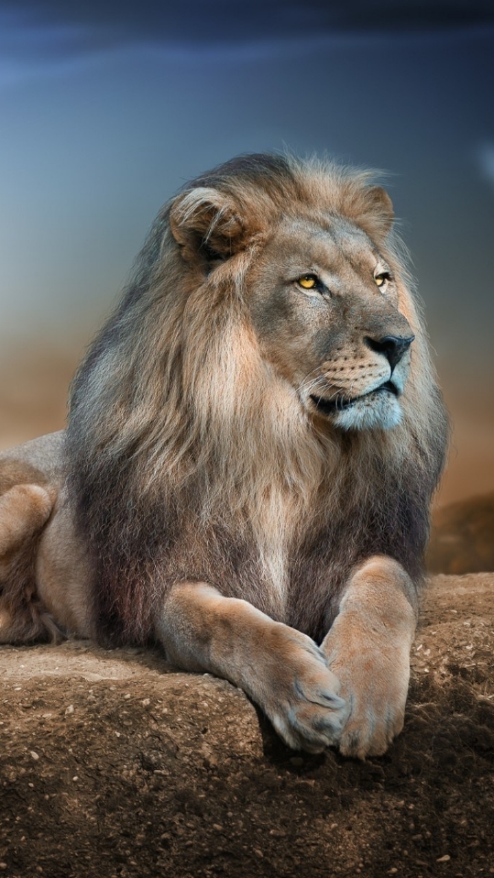 Lion Wallpaper For Mobile