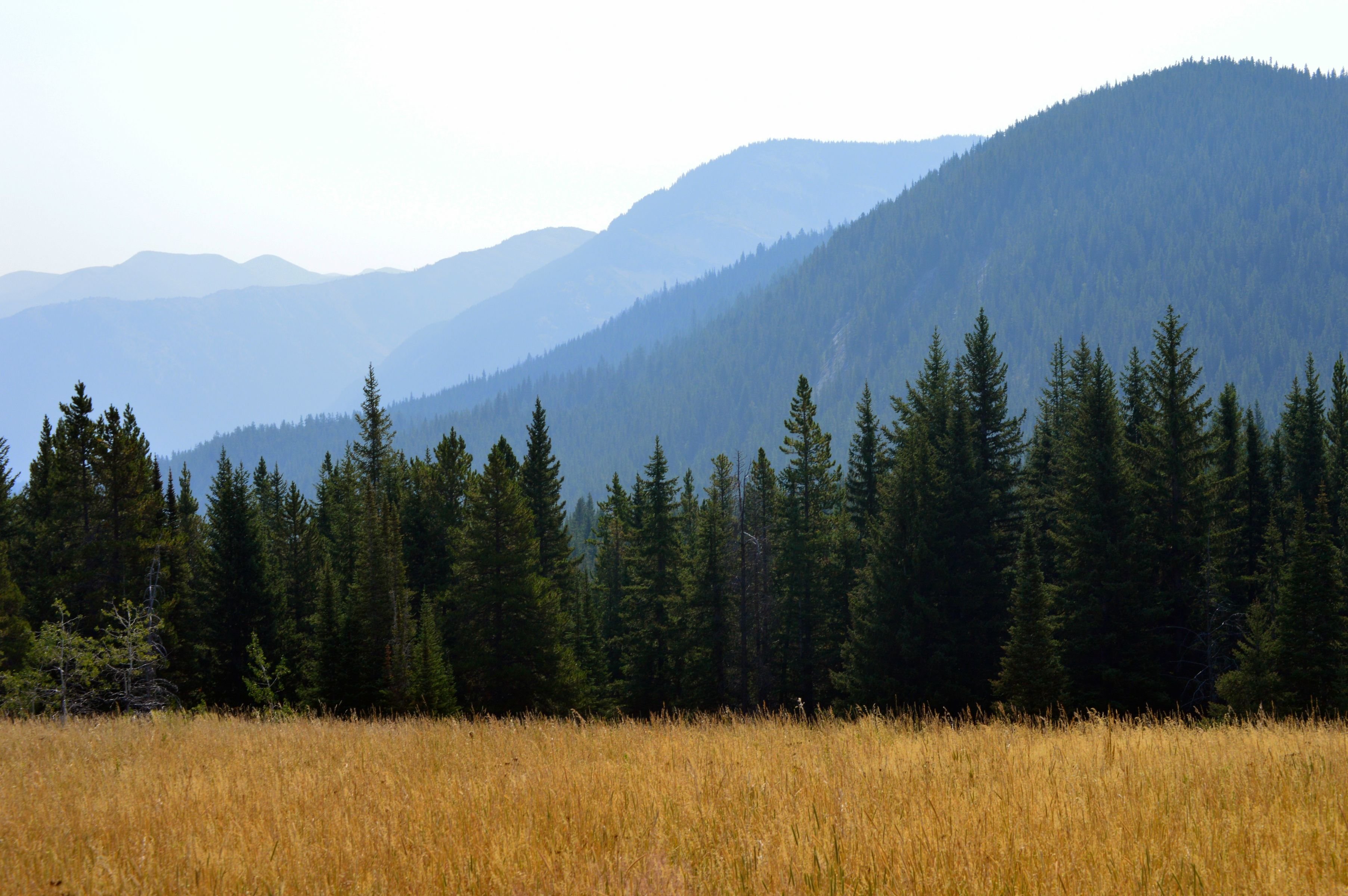 Lewis and Clark National Forest HD wallpaper