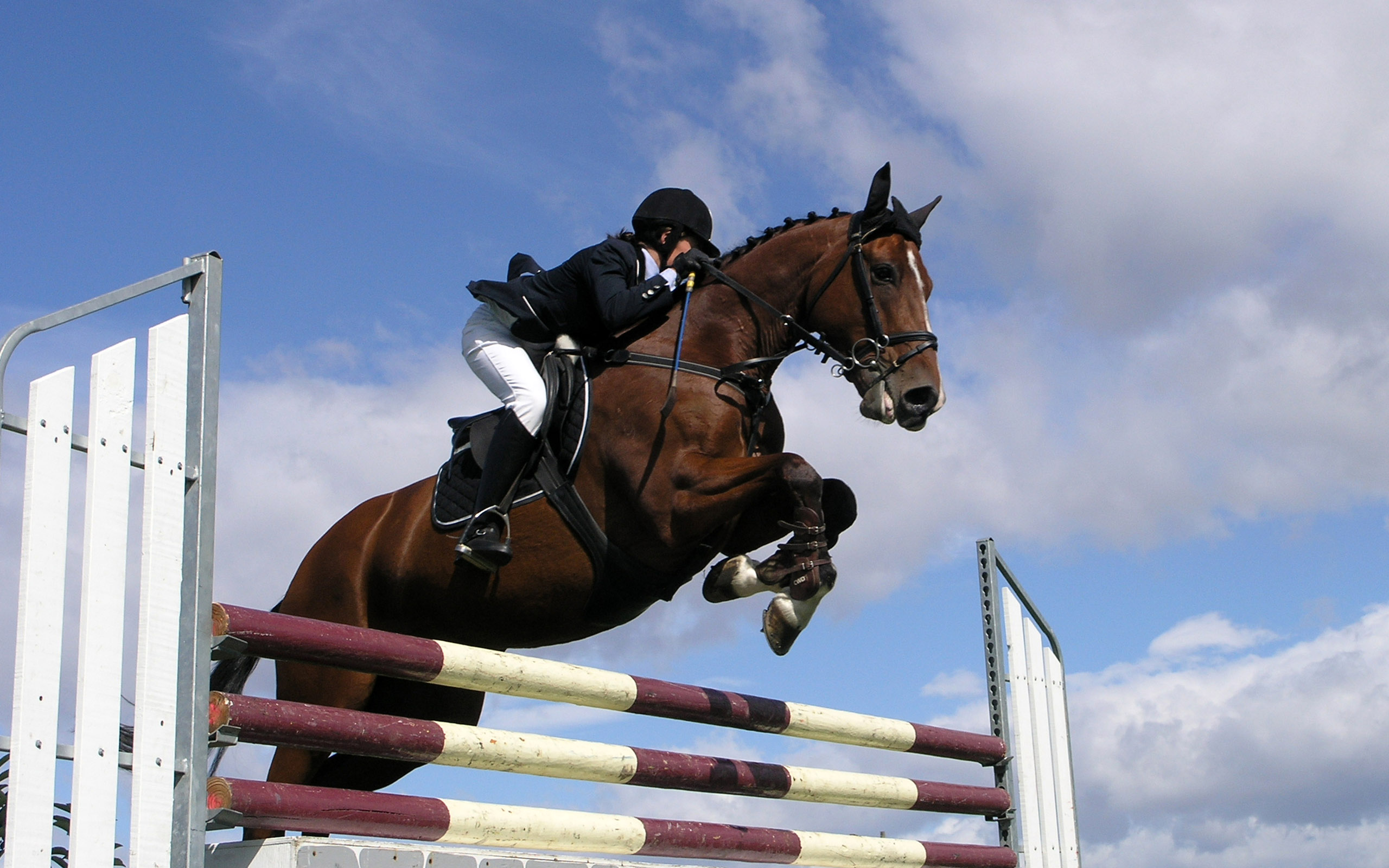 Show Jumping HD Wallpaper and Background Image
