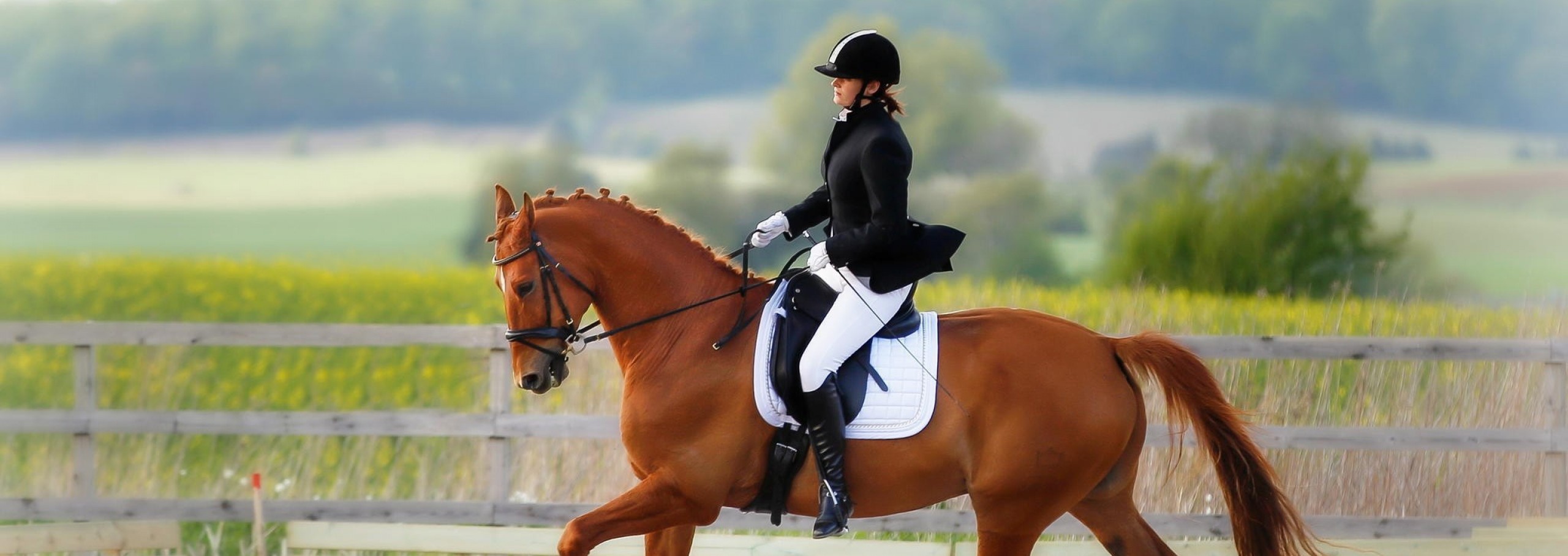 38694158 Equestrian Wallpaper SportsPledge Sports