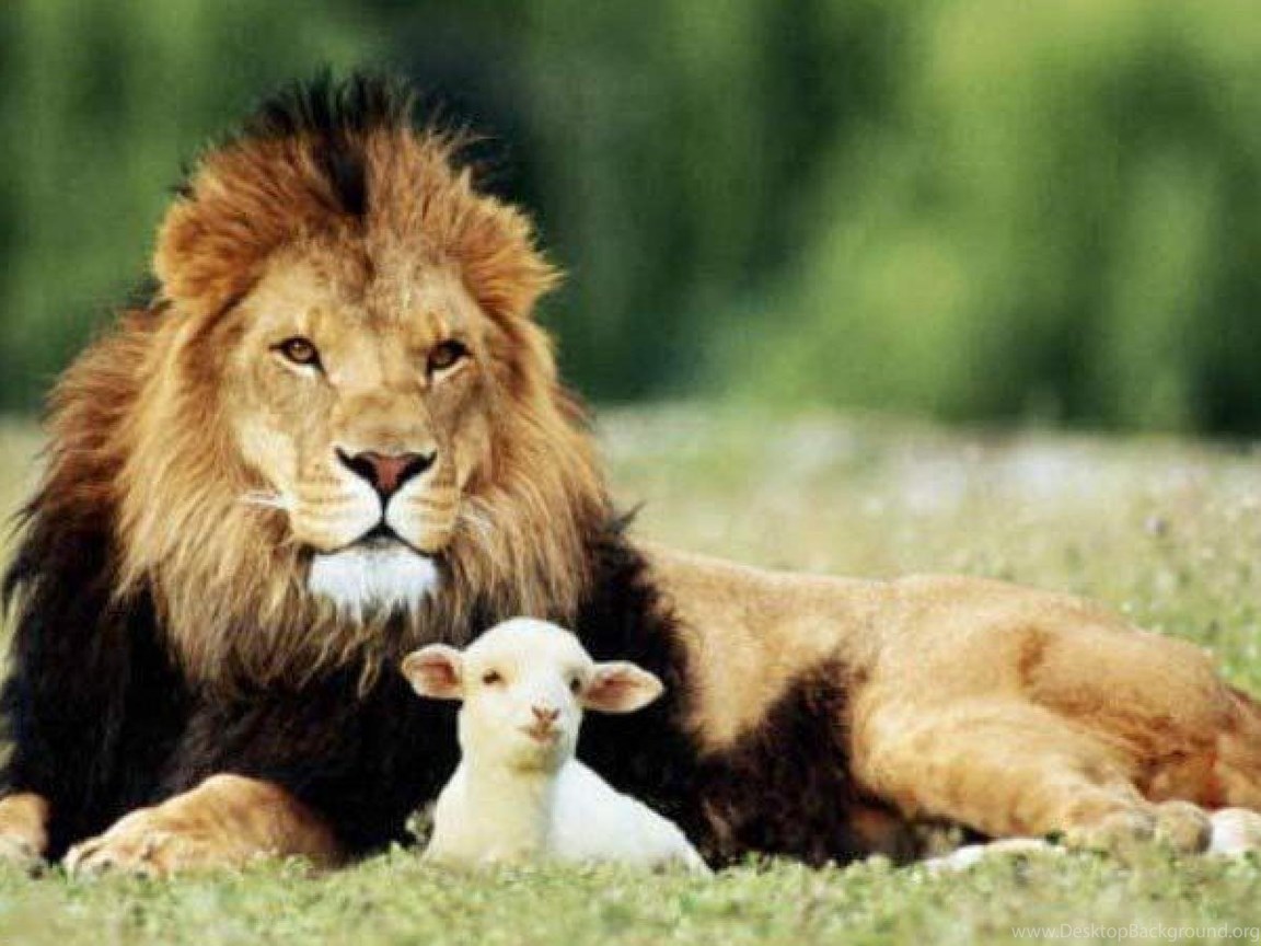 THE LION AND THE LAMB WALLPAPER Desktop Background