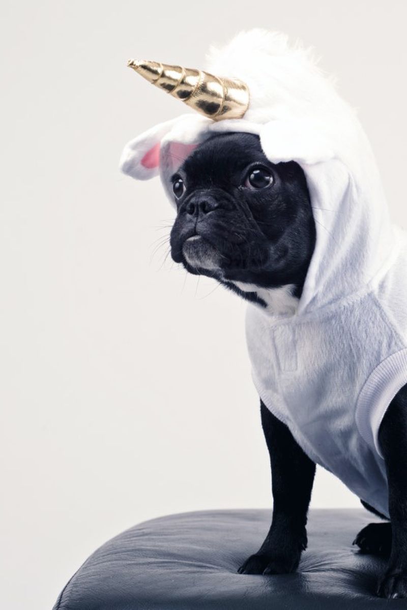 Pet Supermarket shares Halloween safety tips