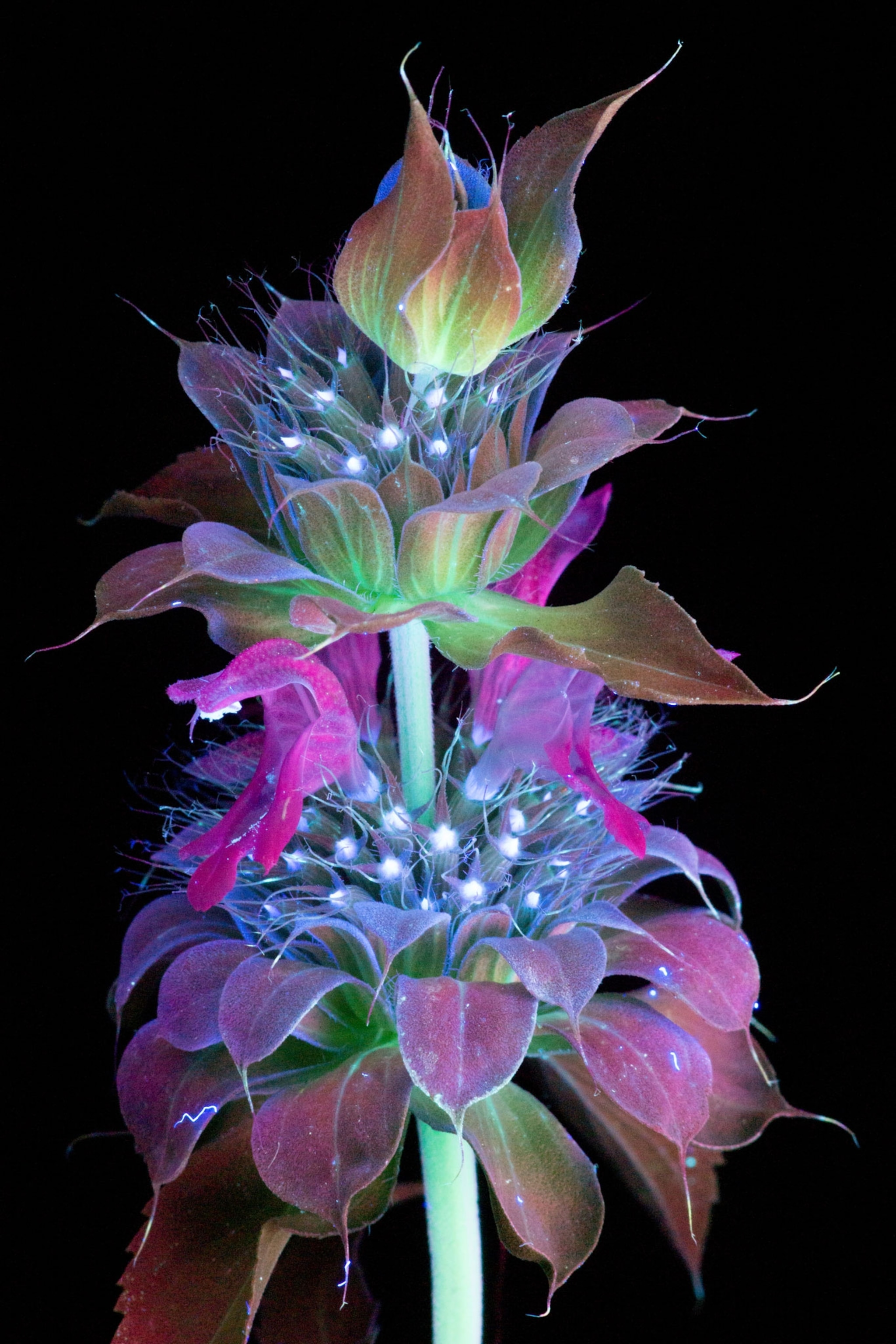 Picture: Flowers Glow Under UV Induced Visible Fluorescence