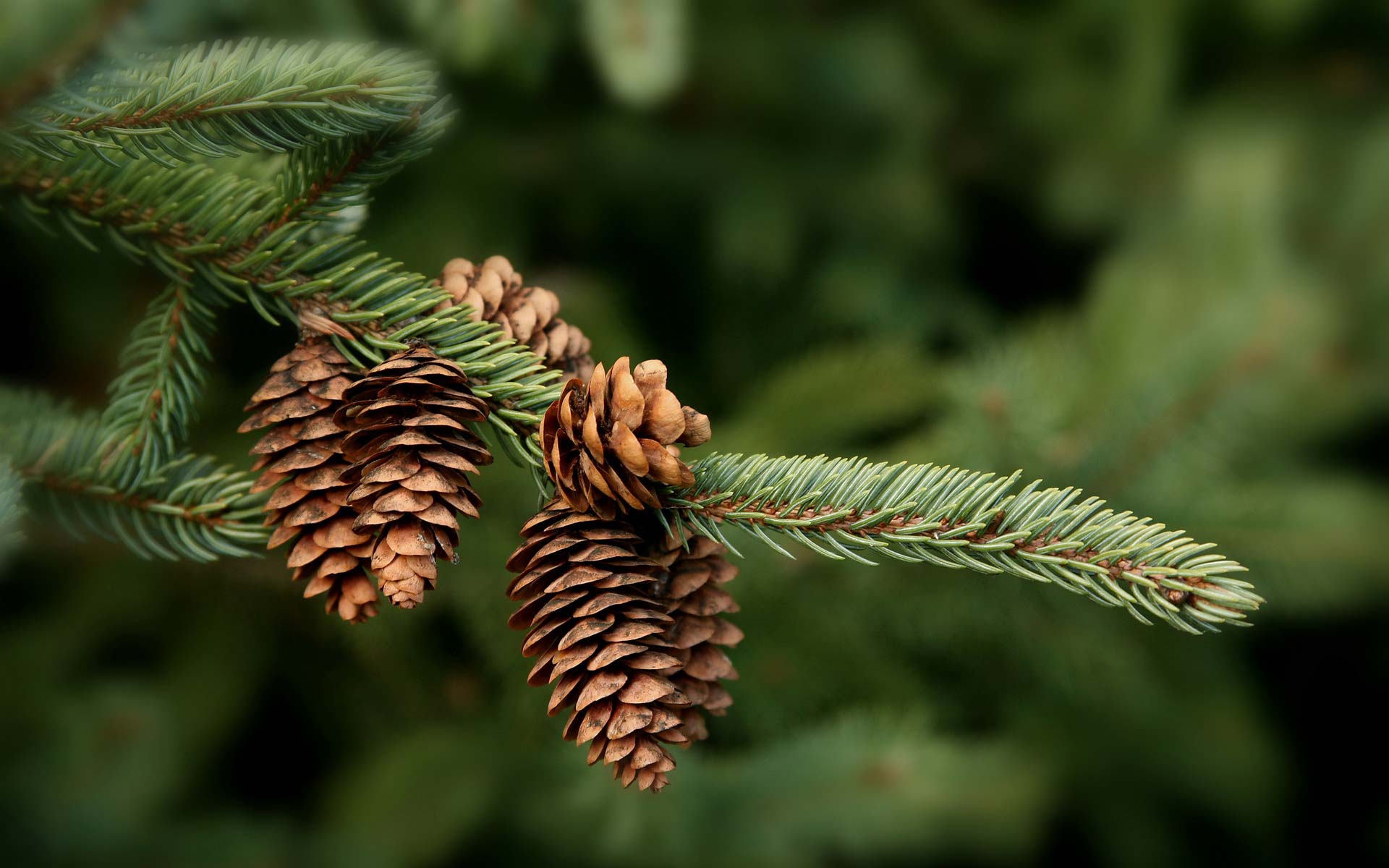 Pinecone Wallpapers - Wallpaper Cave