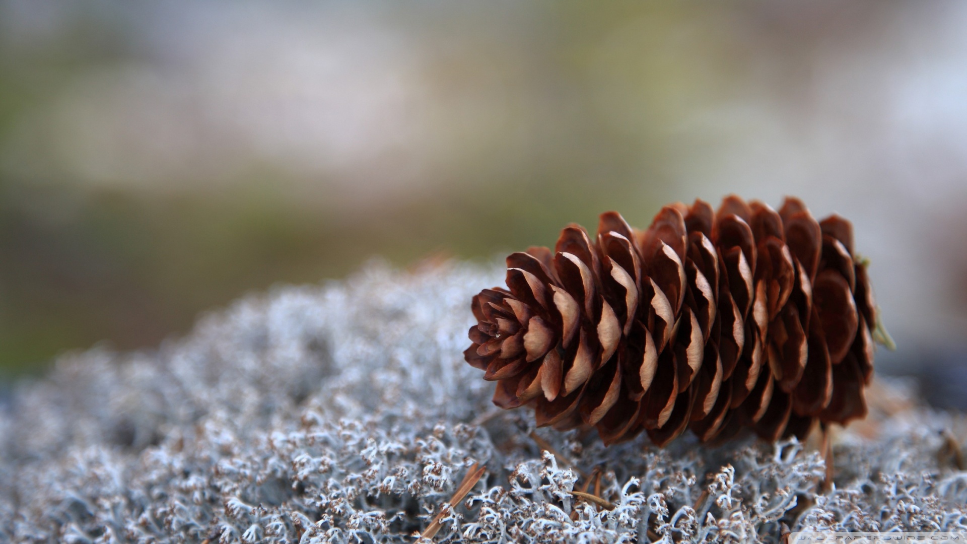 Pinecone Wallpapers - Wallpaper Cave