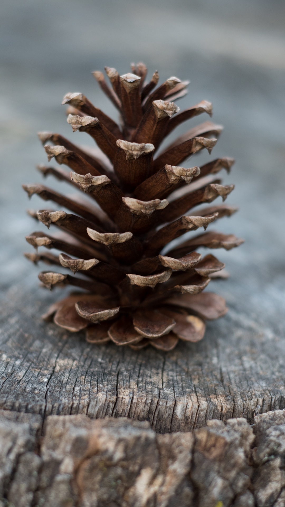 Pinecone Wallpapers - Wallpaper Cave