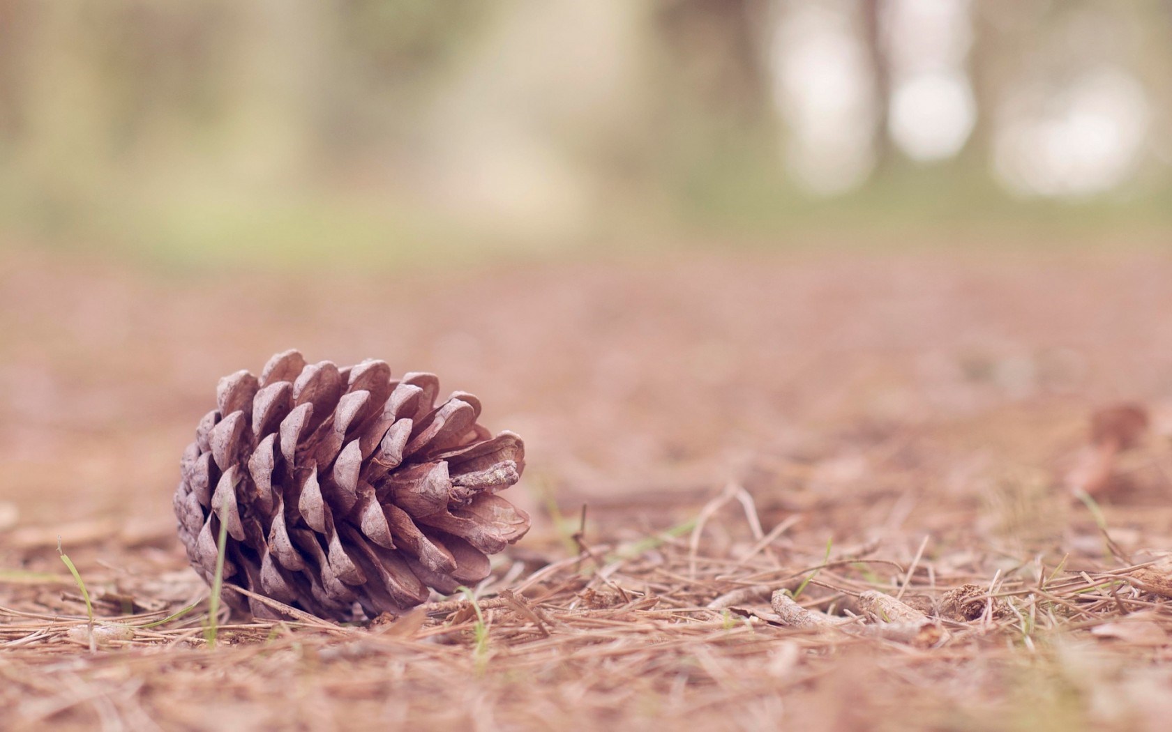 Pinecone Wallpapers - Wallpaper Cave