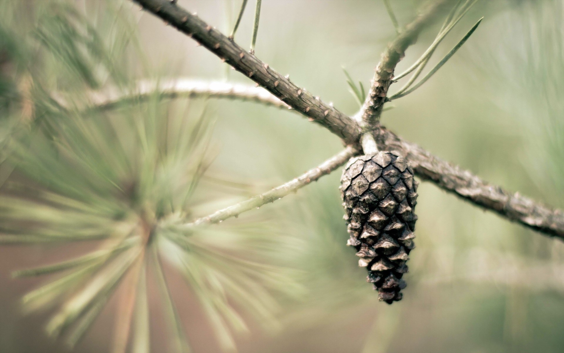 Pinecone Wallpapers - Wallpaper Cave