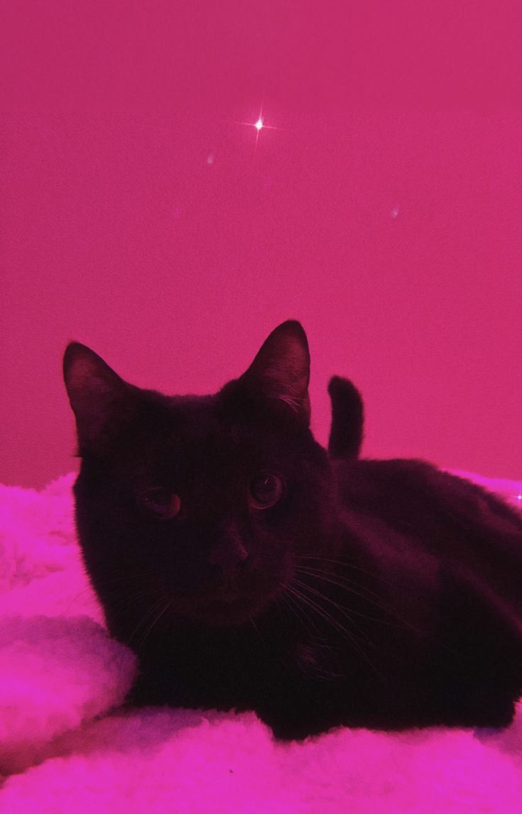 PINK LUNA SAILOR MOON. Cute cats and dogs, Black cat aesthetic, Cat aesthetic