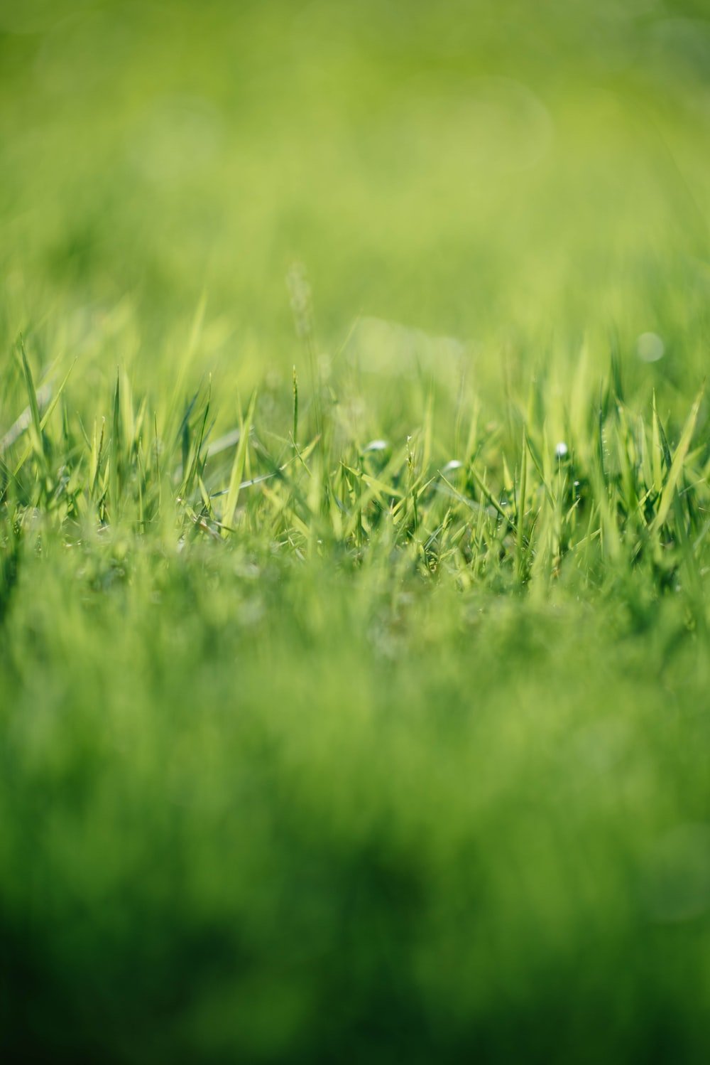 Grass Background Image: Download HD Background