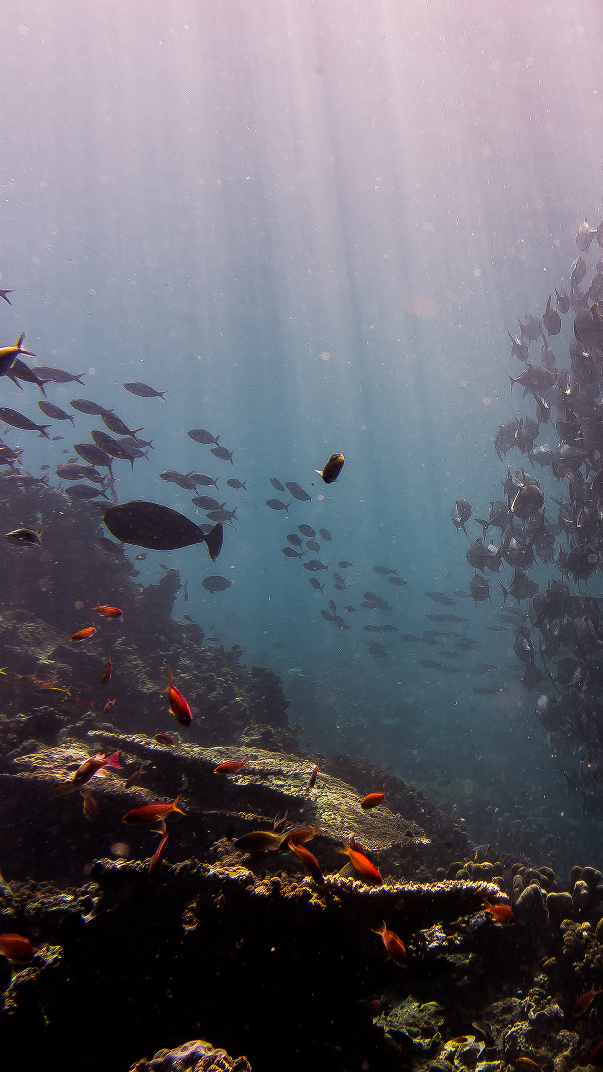 iPhone X wallpaper. deep dive sea fish ocean water nature