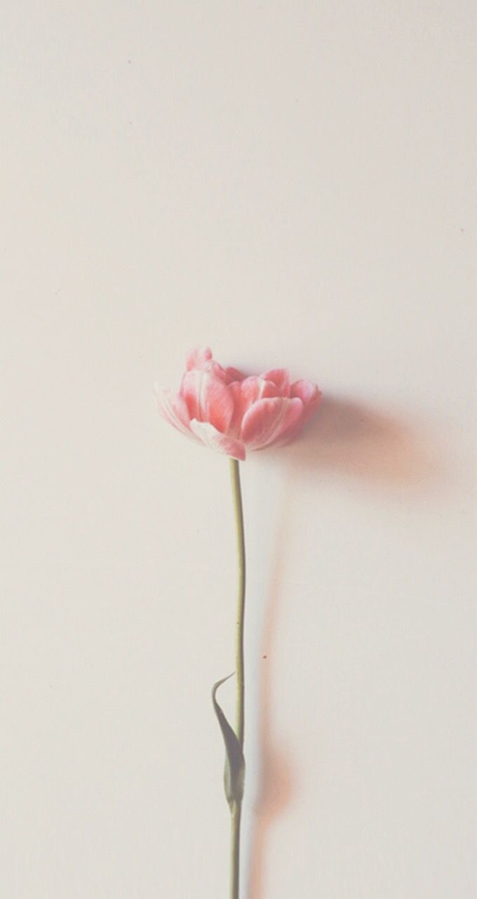 Aesthetic Flower Minimalist Aesthetic Laptop Wallpaper