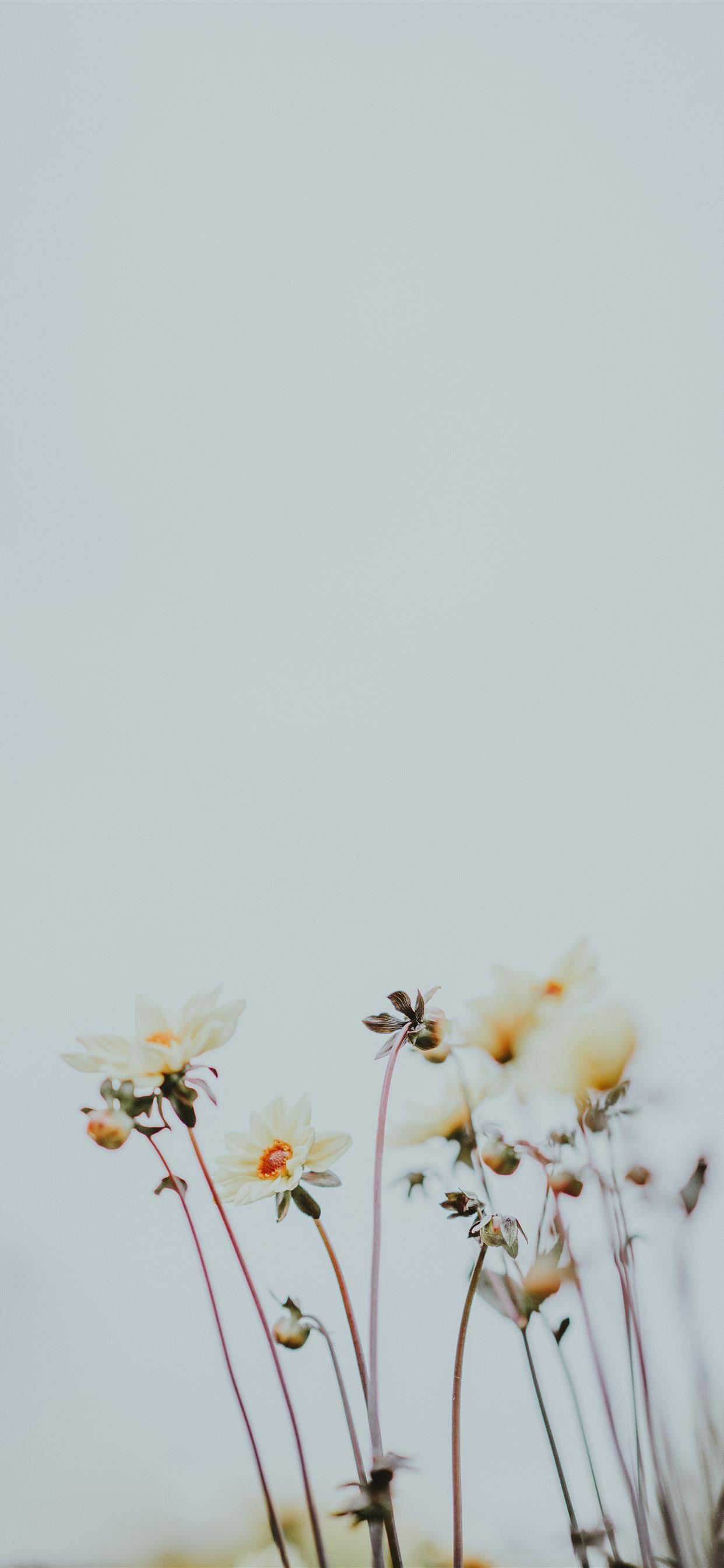 Pale lemon flowers with blank space iPhone SE Wallpaper Free Download