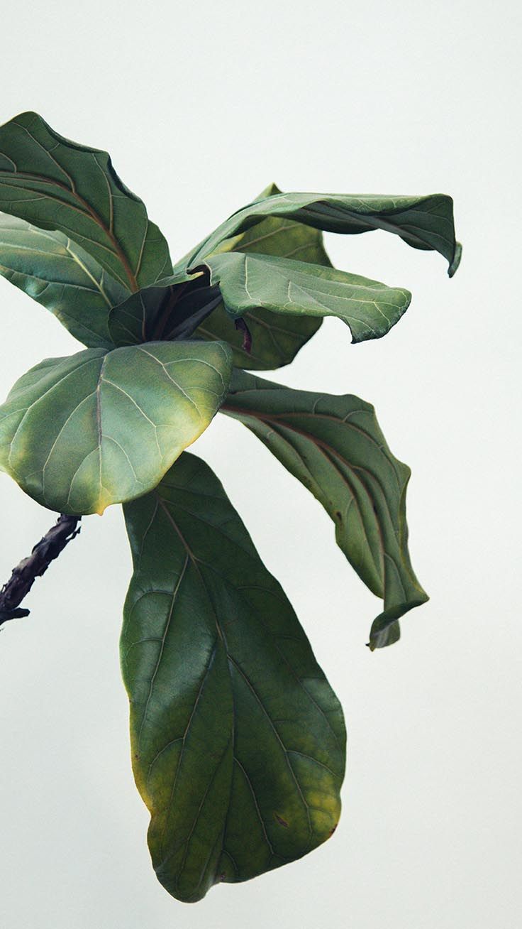 Minimalist Plant Wallpaper