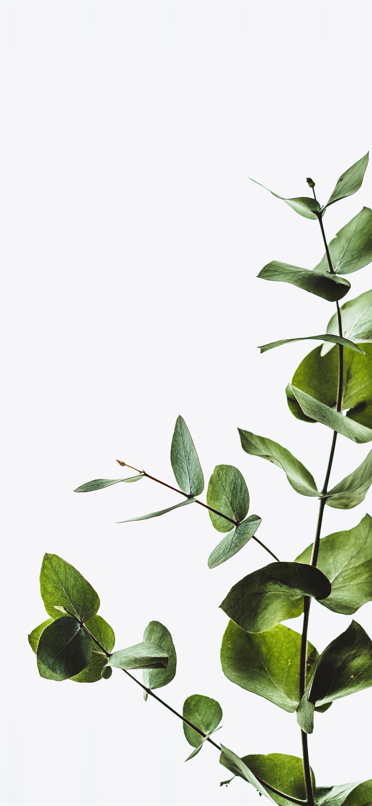 Minimal eucalyptus leaves iPhone Wallpaper Free Download