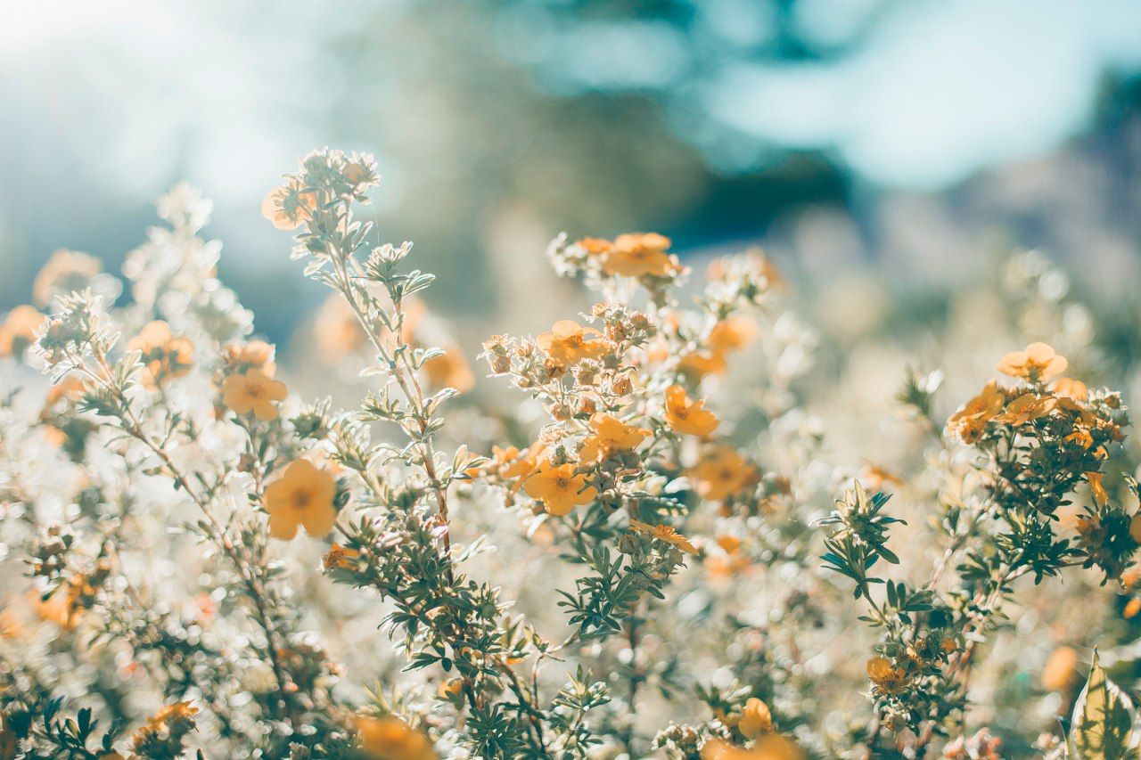 Aesthetic spring macbook wallpapers wallpaper cave