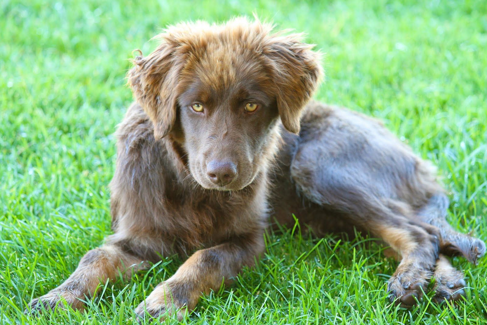 Chocolate Aussiedor (Chocolate Lab & Australian Shepherd). Lab mix puppies, Australian shepherd, Mixed breed
