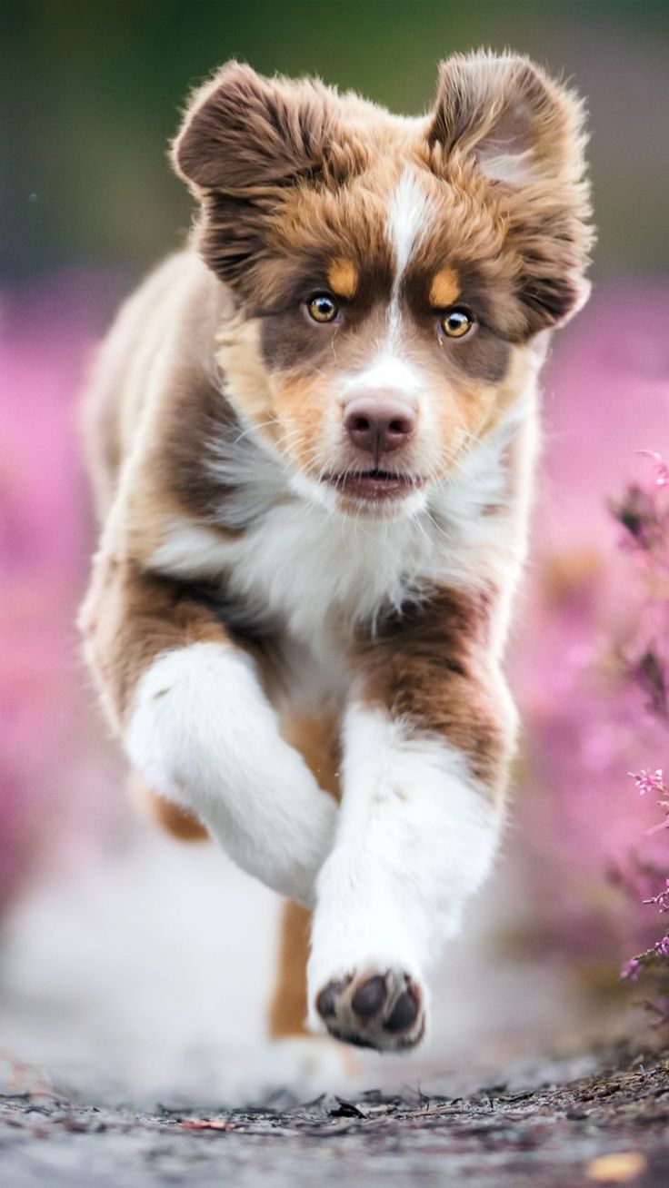 Australian Shepherd Puppy 4K Ultra HD Mobile Wallpaper. Australian shepherd puppy, Aussie puppies, Shepherd puppies
