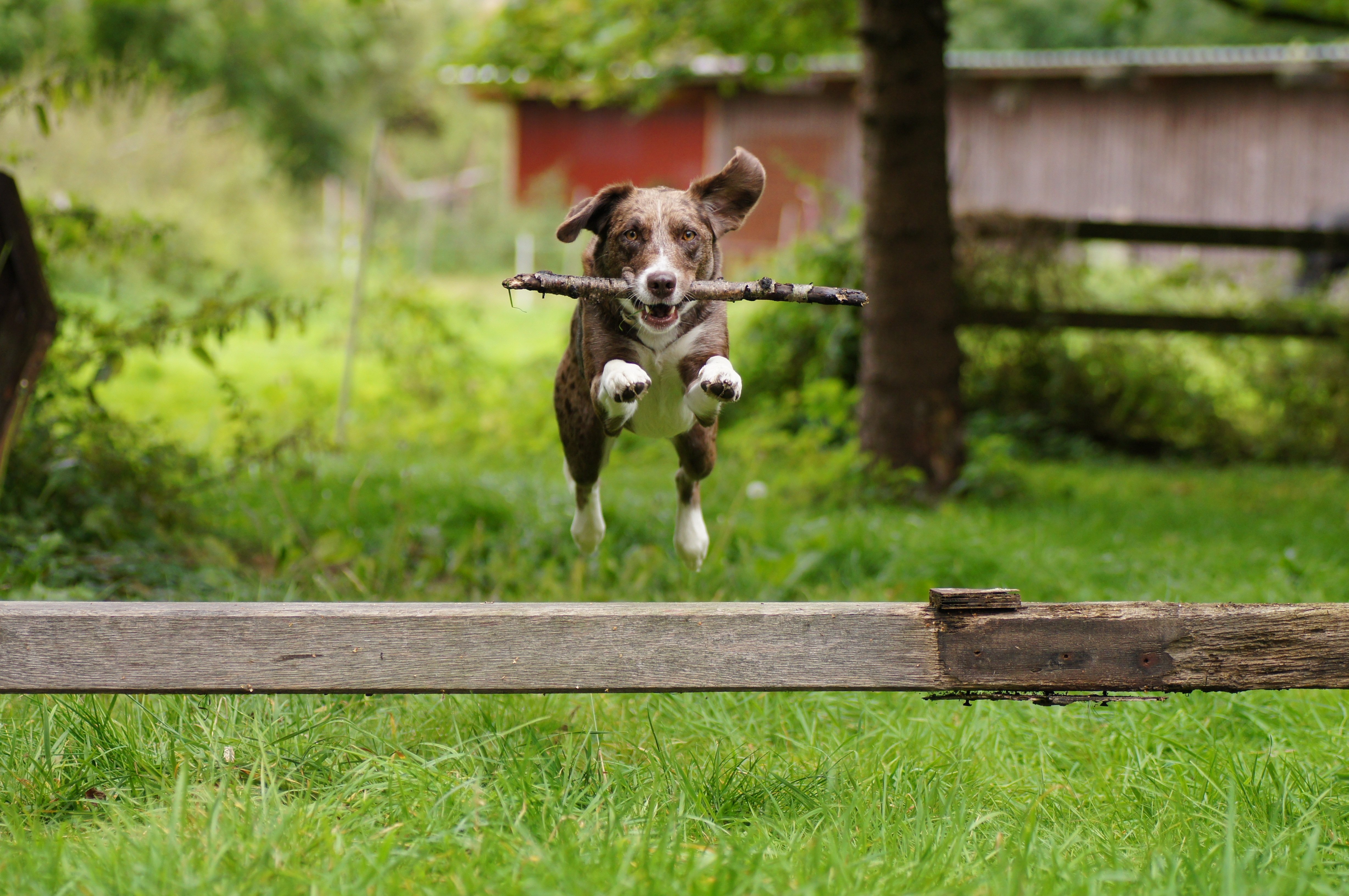 Australian Shepherd Lab Mixed Dog Breed Picture, Characteristics, & Facts