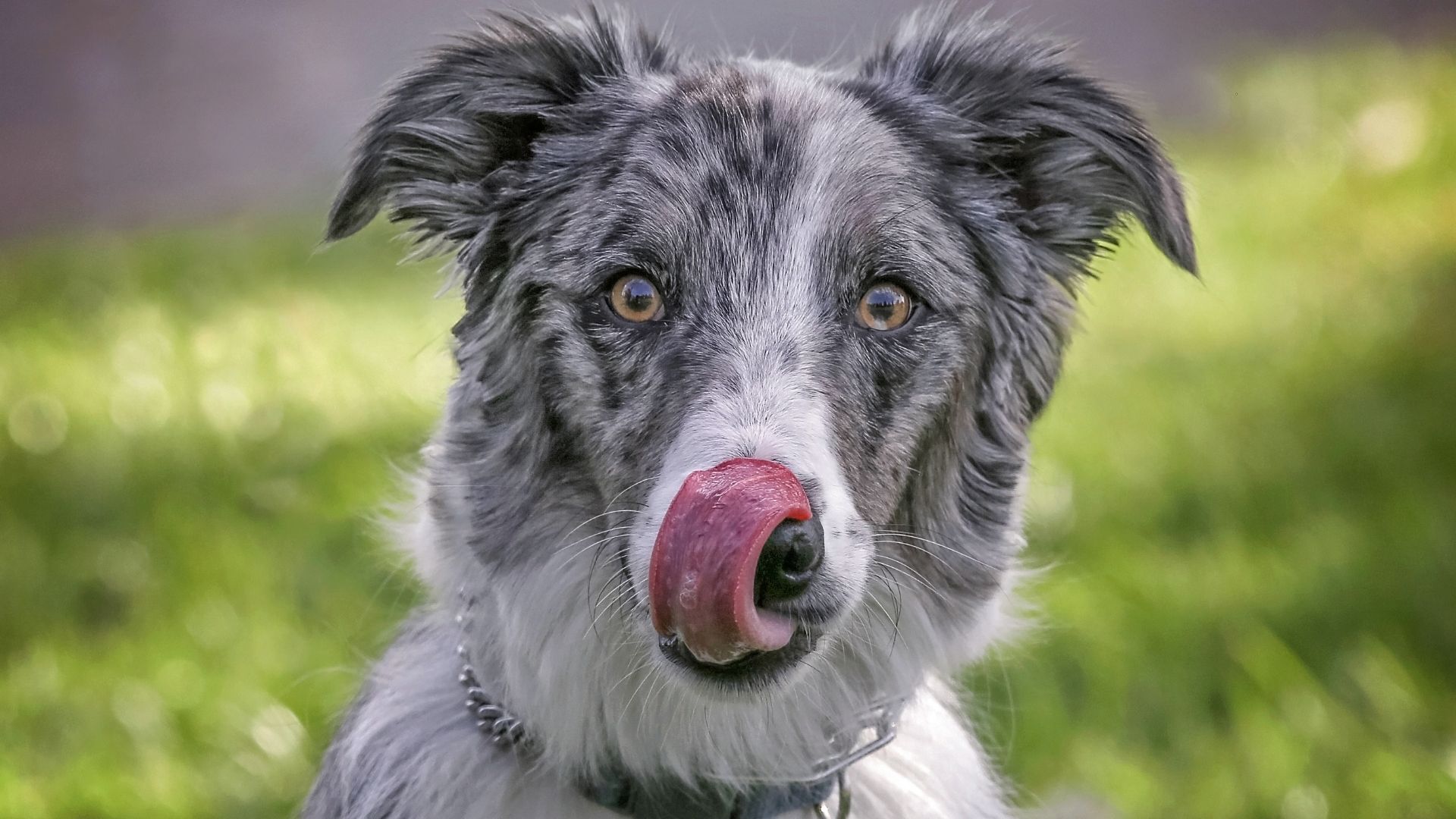 Australian Shepherd Mix Breeds