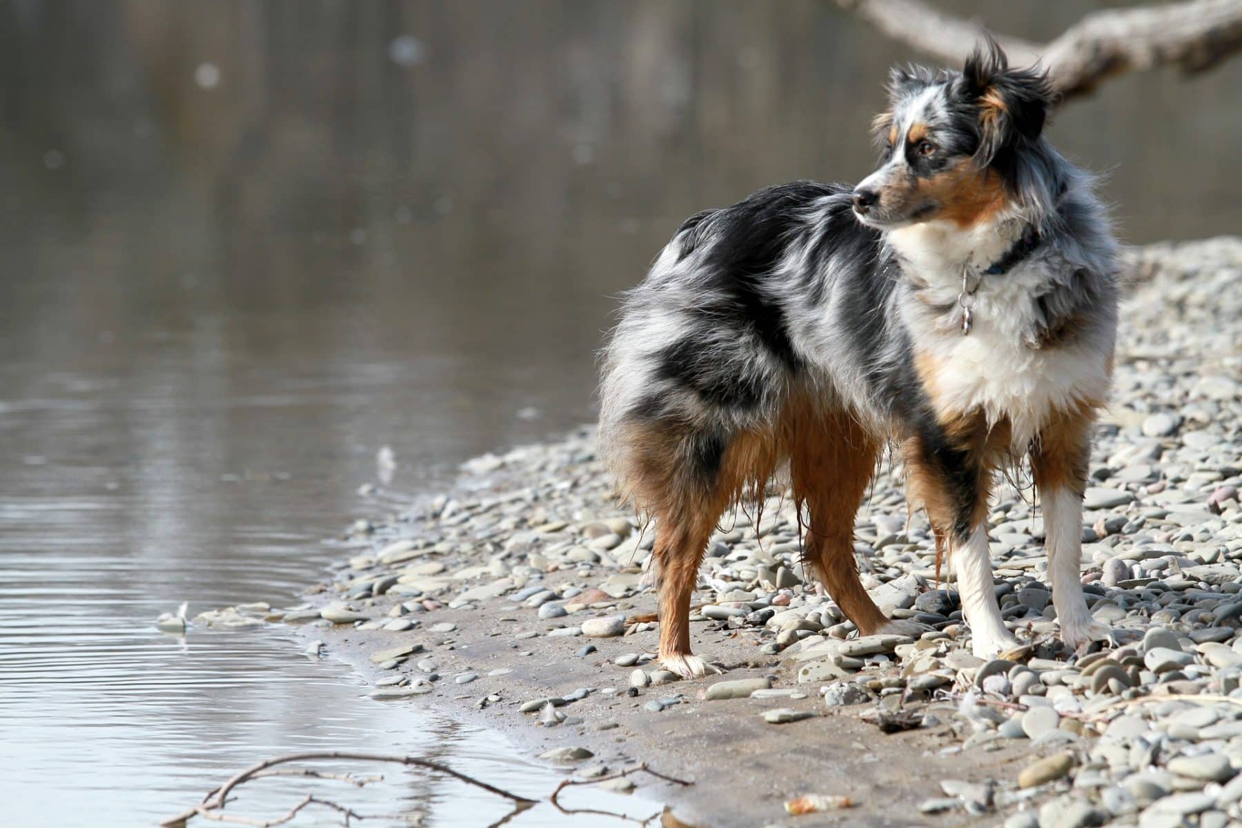 Best Dog Food for Australian Shepherds. Top Food for Your Active Aussie