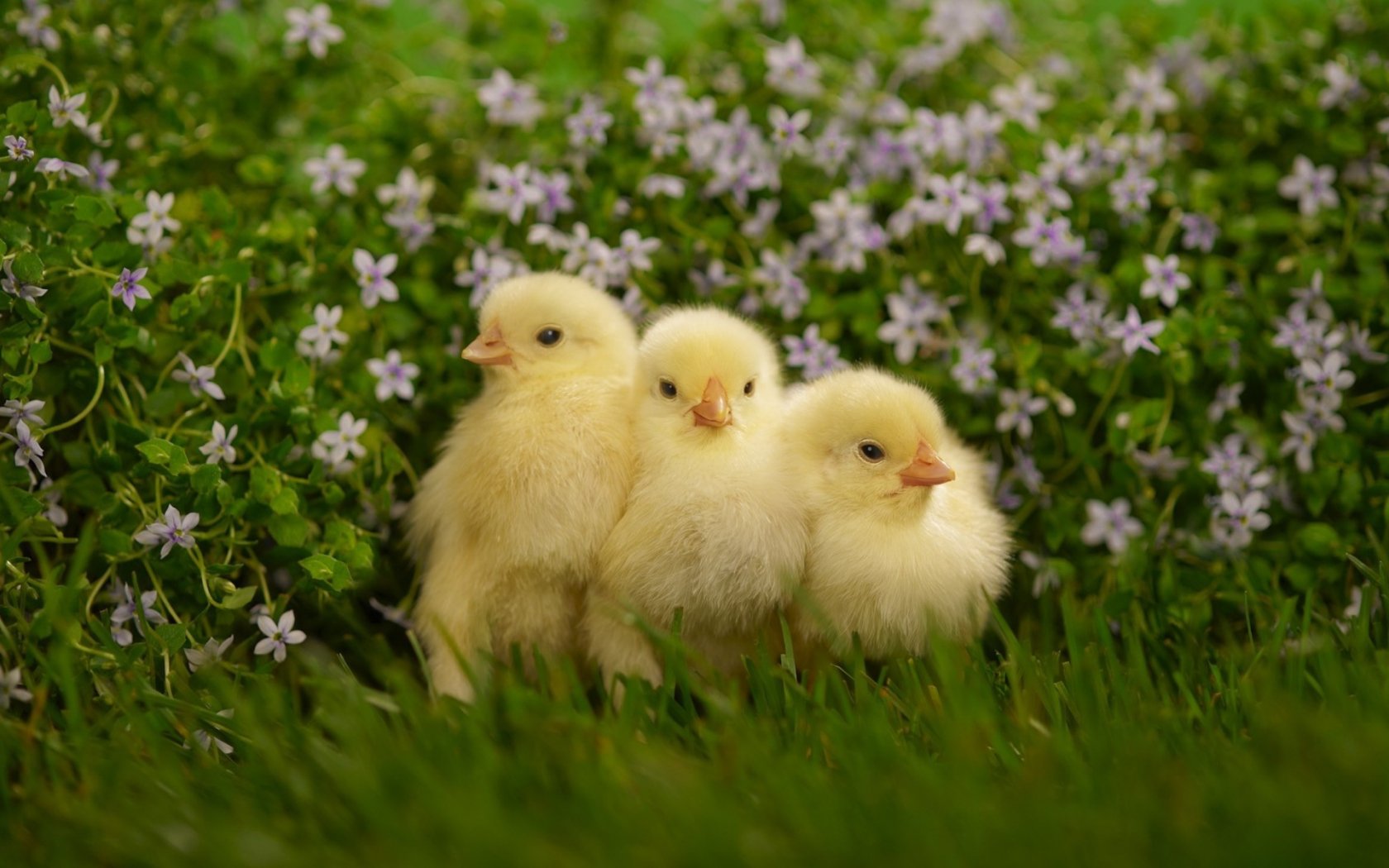 Free download Three cute Chicks HD Wallpaper Background Image 1920x1200 [1920x1200] for your Desktop, Mobile & Tablet. Explore Cute Chickens Wallpaper. Baby Chickens Wallpaper, Wallpaper with Chickens, Wallpaper Border with Chickens