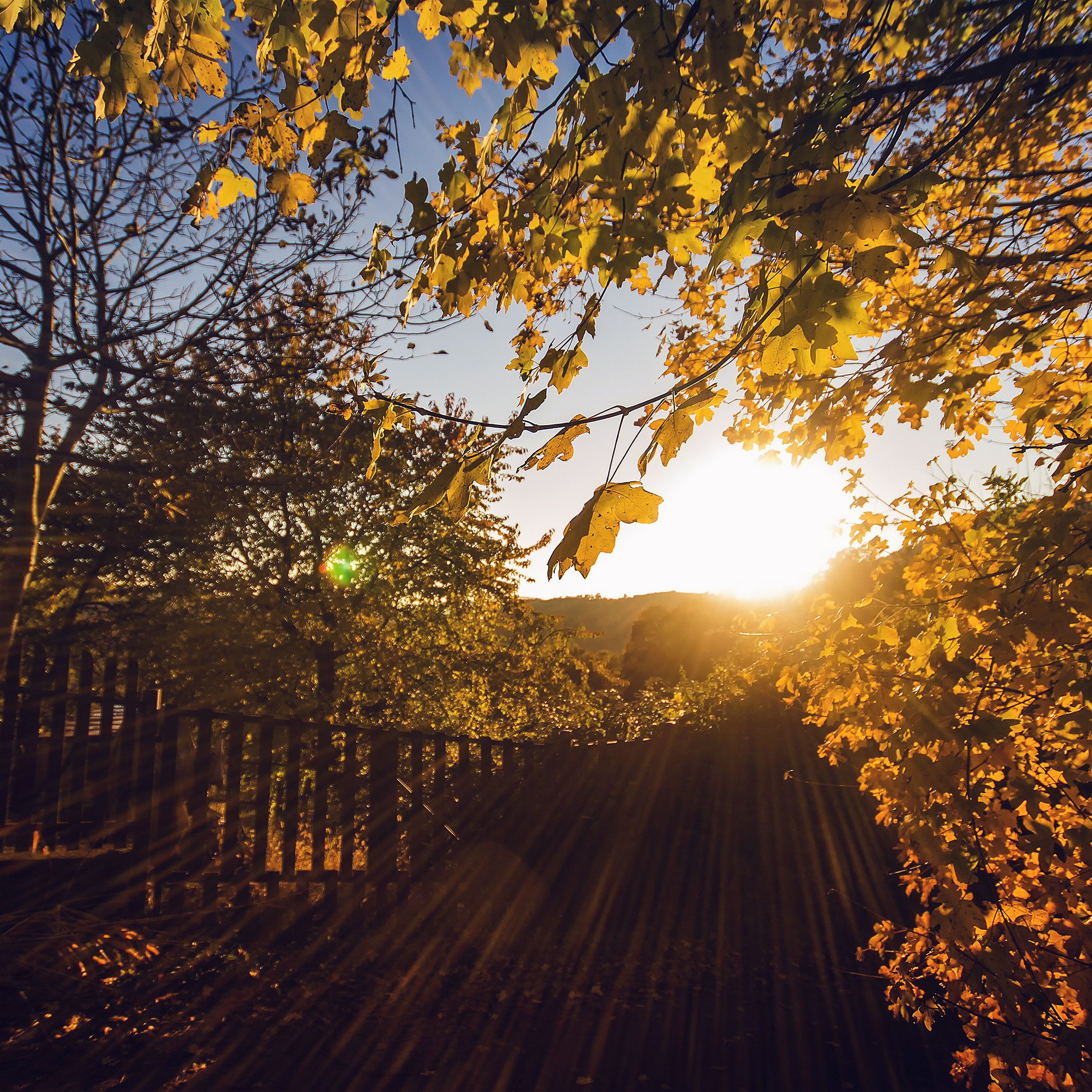 Morning Nature Wallpaper