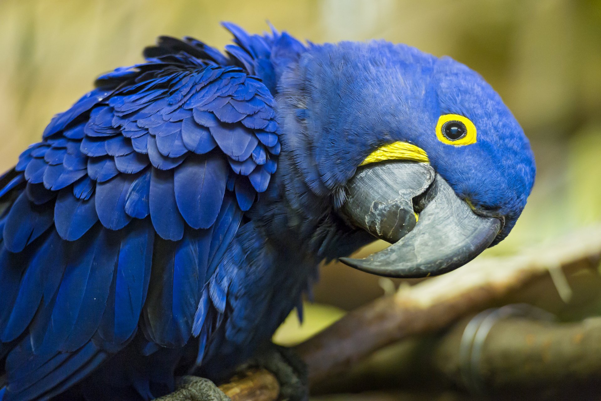 Hyacinth Macaw Wallpaper