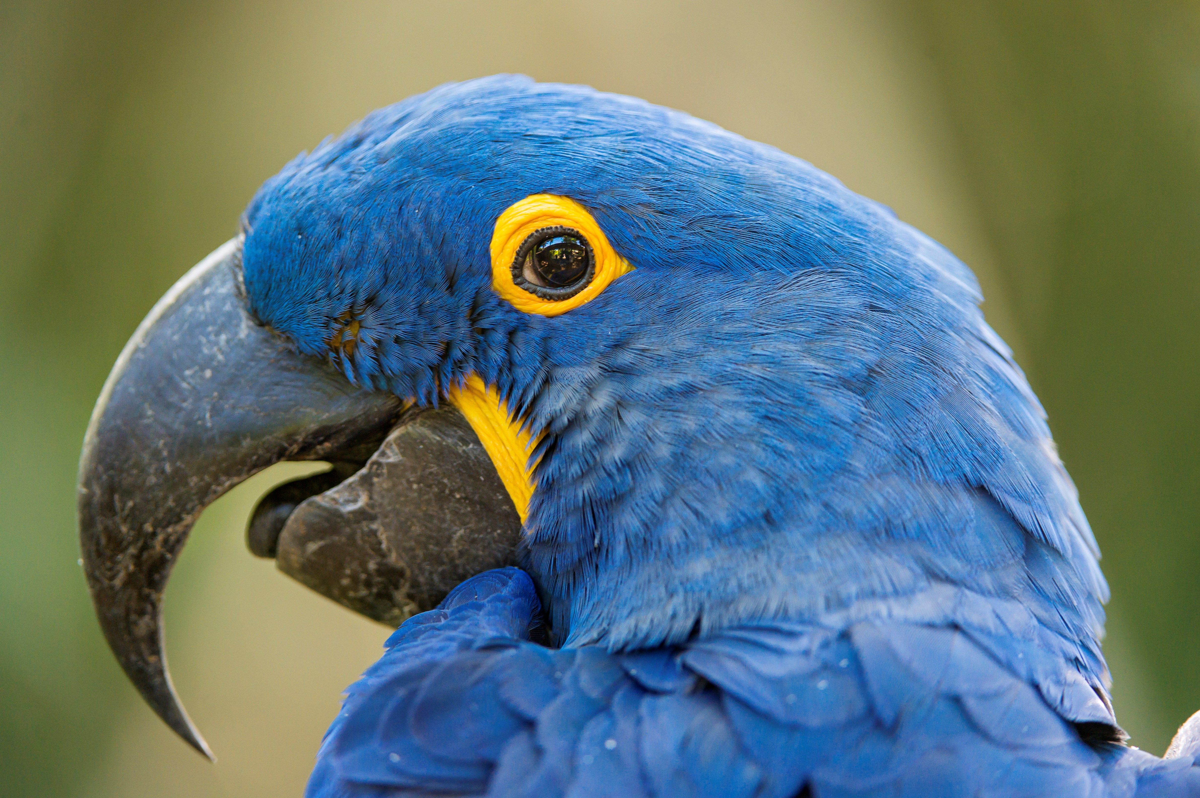 hyacinth macaw desktop background wallpaper (Whitney Turner 4763x3170). Blue macaw, Blue hyacinth, Macaw