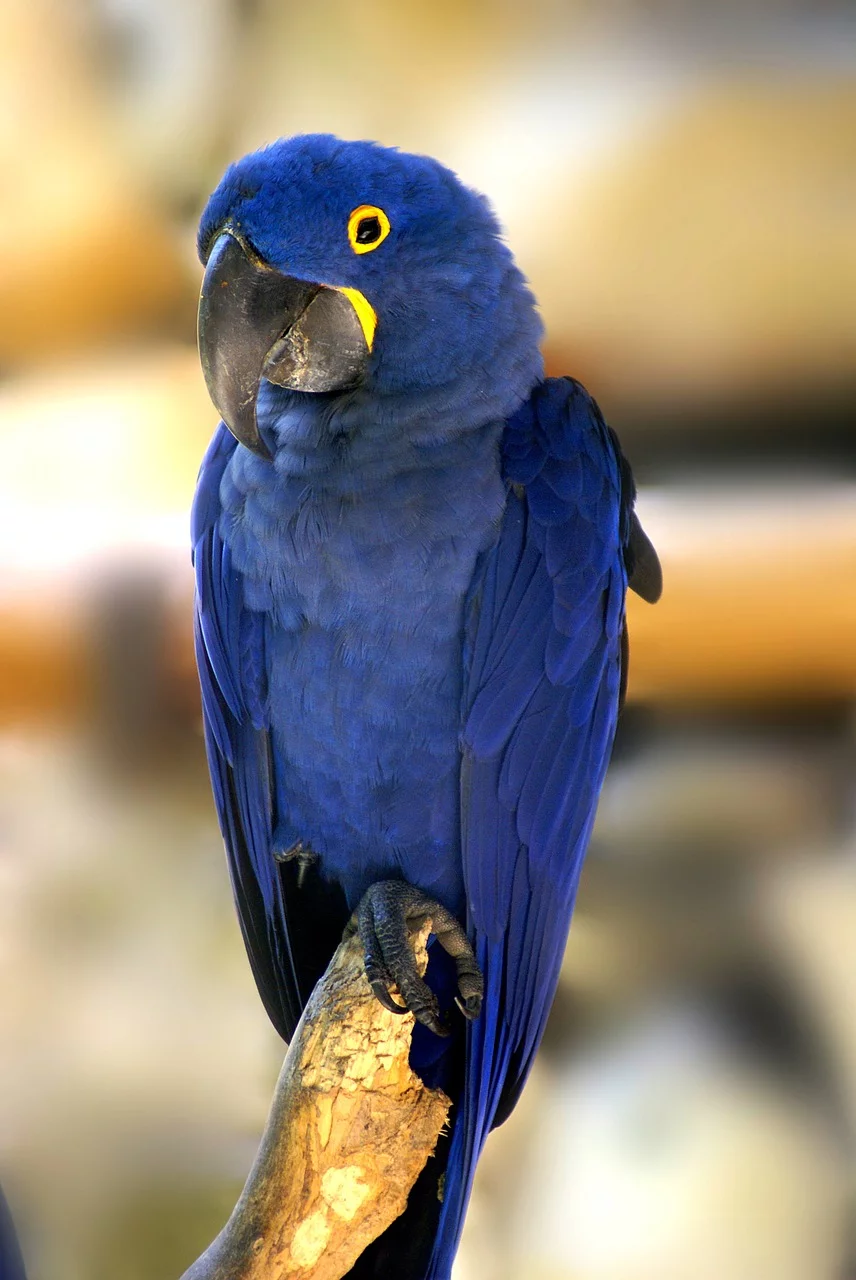 Hyacinth Macaw - HH Photography of Florida
