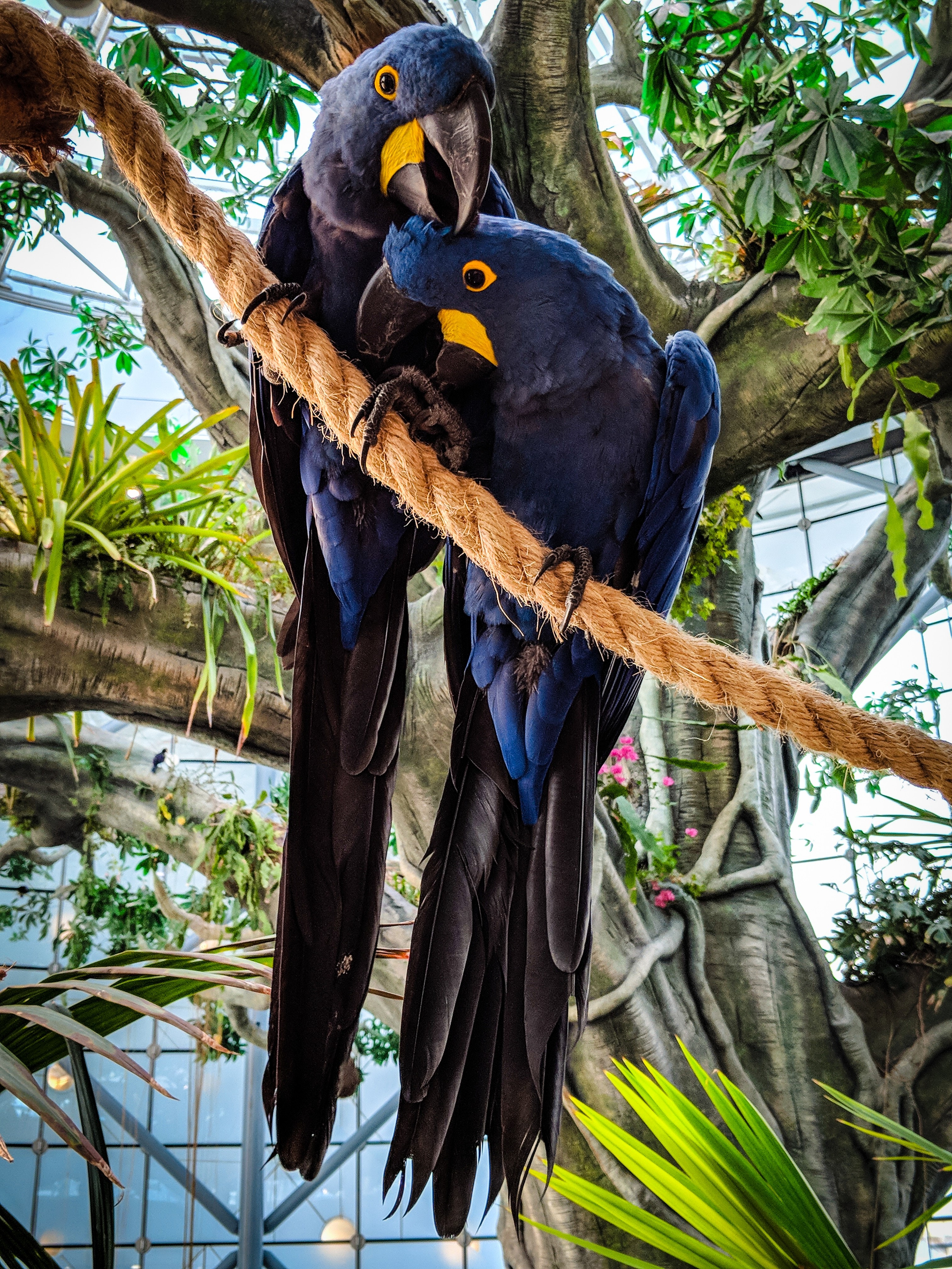 Photo of Two Hyacinth Macaws Perched on Rope · Free