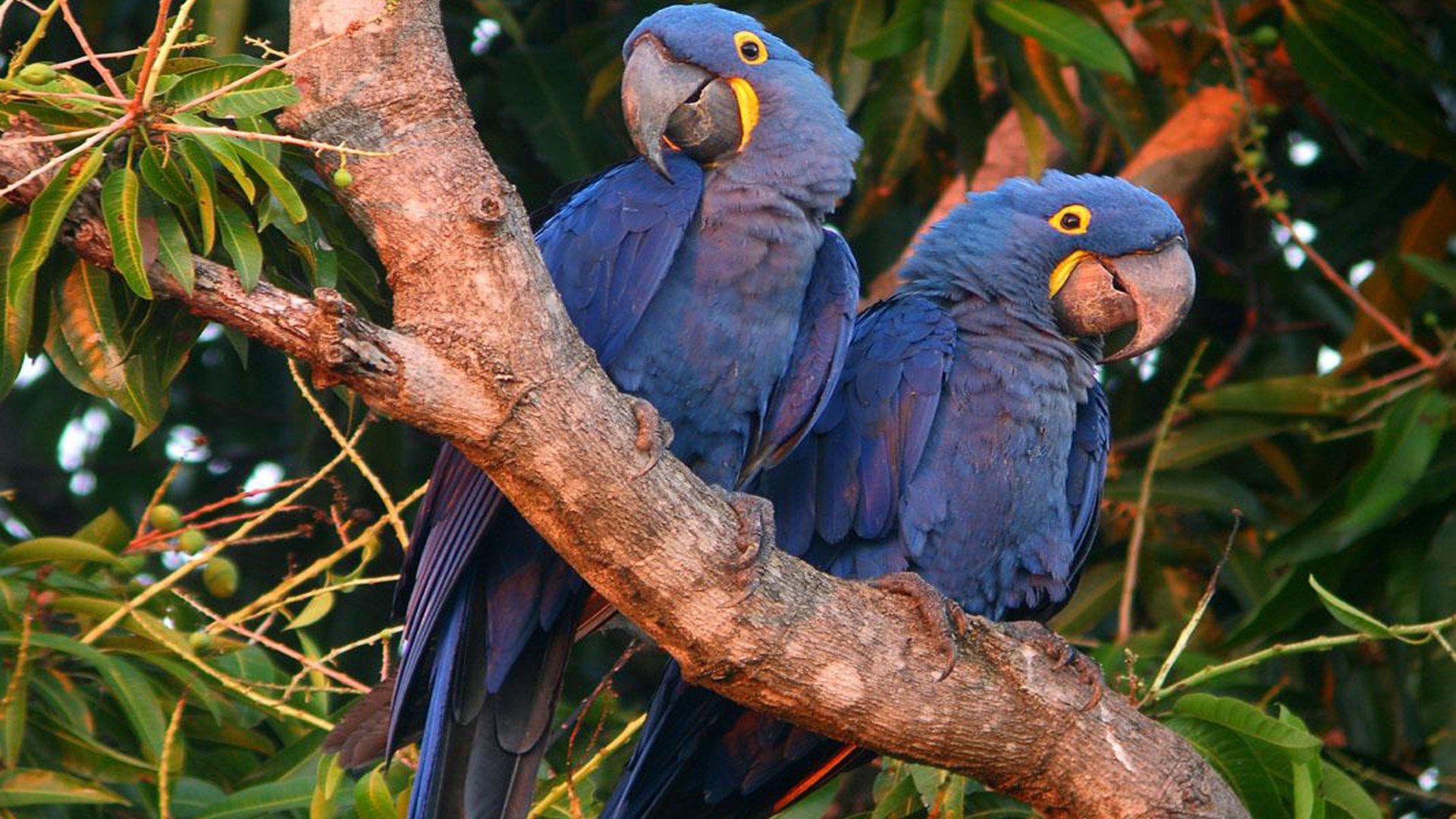 Hyacinth Macaw Wallpapers - Wallpaper Cave