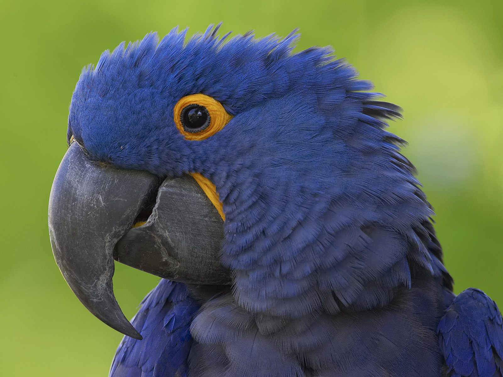 Hope for the Hyacinth Macaw