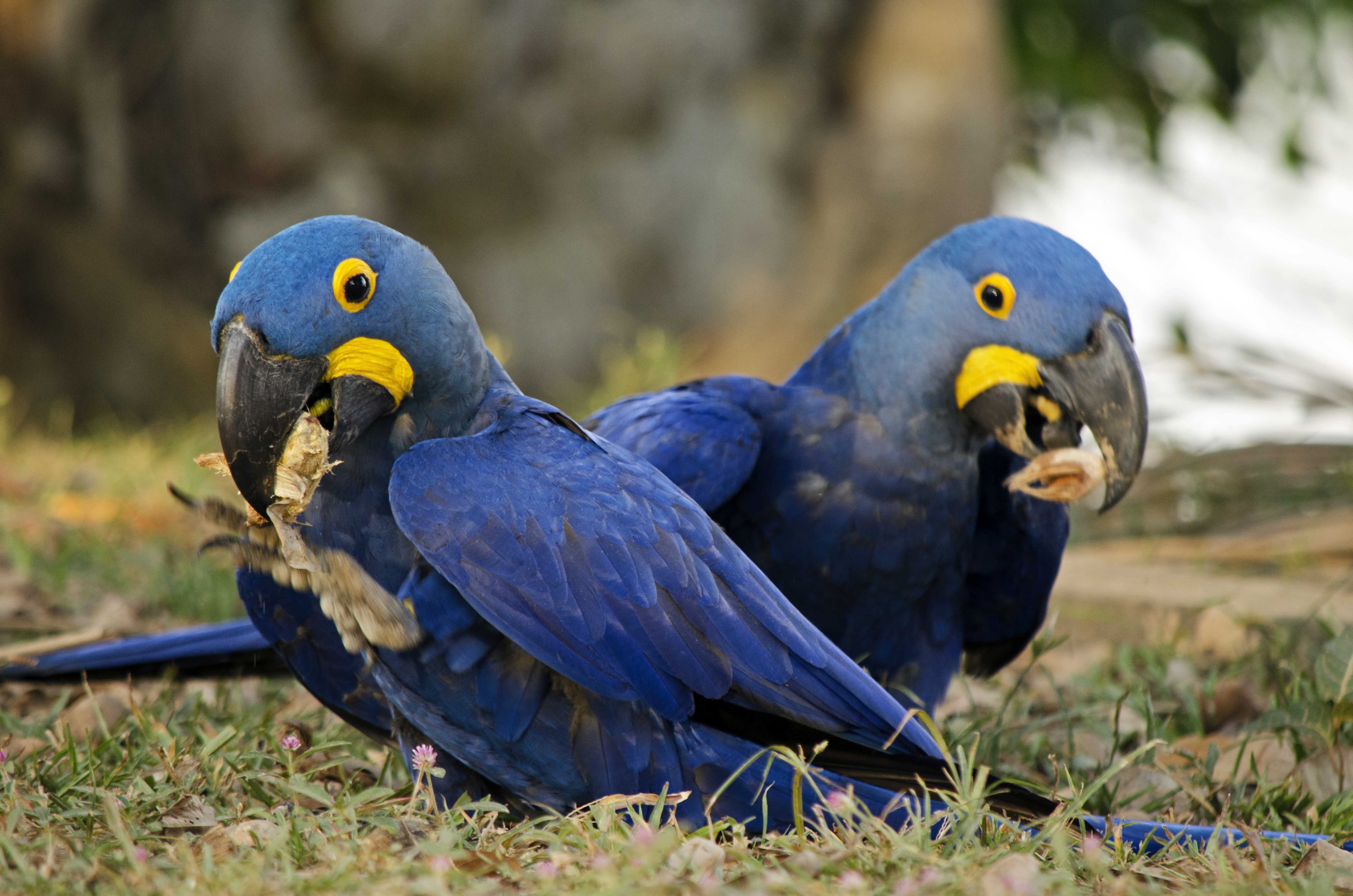 Macaw s bridges. Серо-голубой гиацинтовый ара.